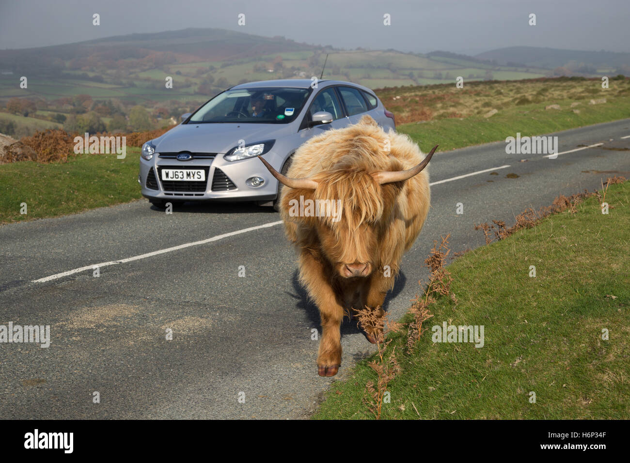 Highland Longhorn-Rinder zu Fuß entlang der Straßen auf Dartmoor, Devon, UK. Stockfoto