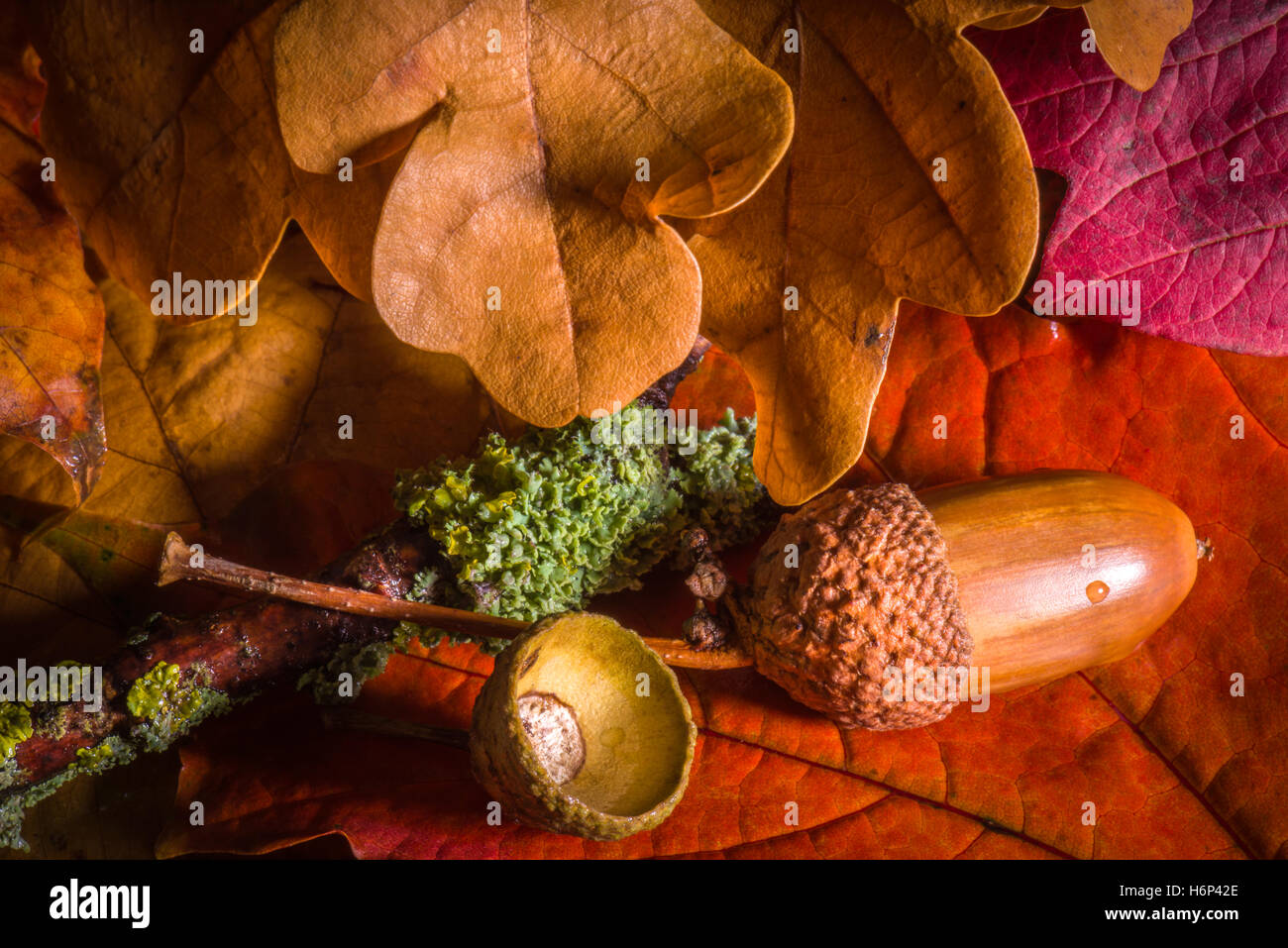 Eichel und Herbstfärbung Stockfoto