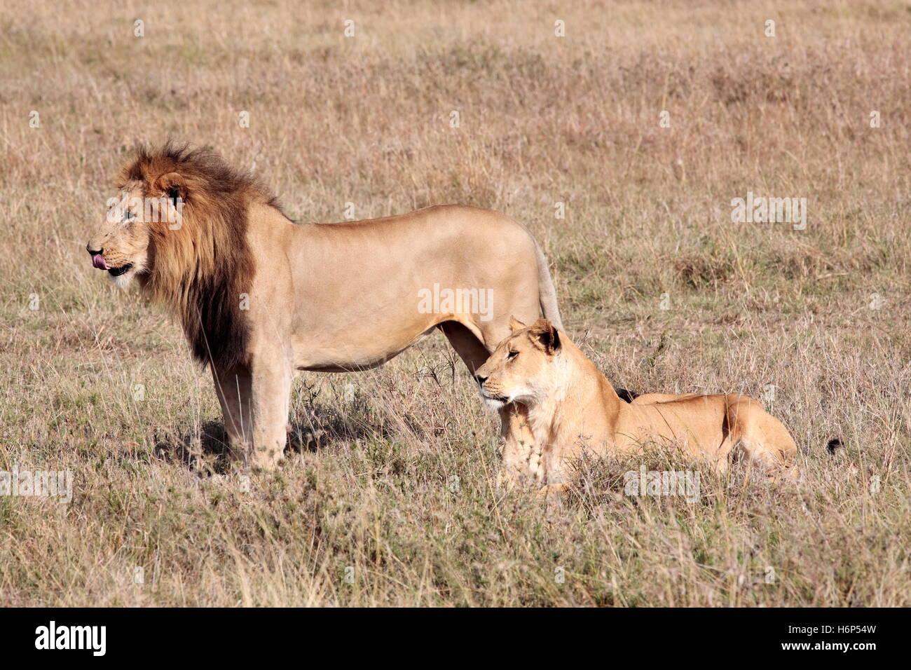 weibliches Tier Reisen Säugetier Afrika Kenia Savanne männlicher männliche Löwe Katze Raubkatze Raubkatze Wildlife Safari Osten Löwin Stockfoto