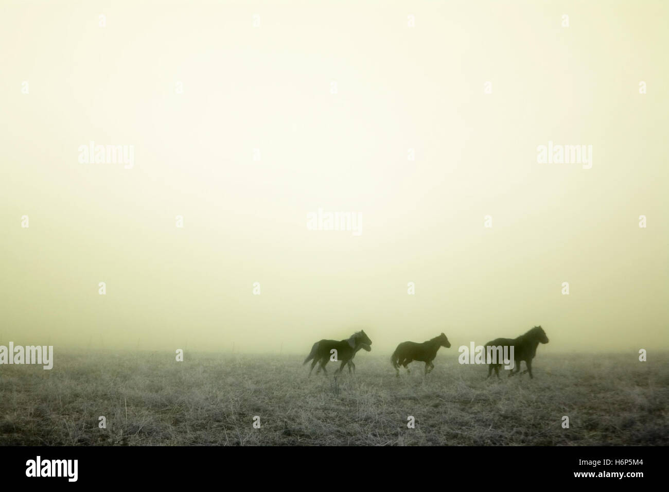 Pferd Winter wilde Wolke Schnee Koks Kokain Material Medikament Anästhesie süchtig machende Droge Nebel Dunst Traum Stimmung Fantasie Galopp befürchten Stockfoto