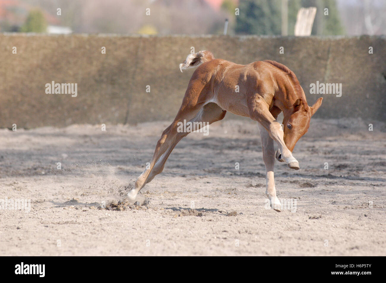 Drang Stockfoto