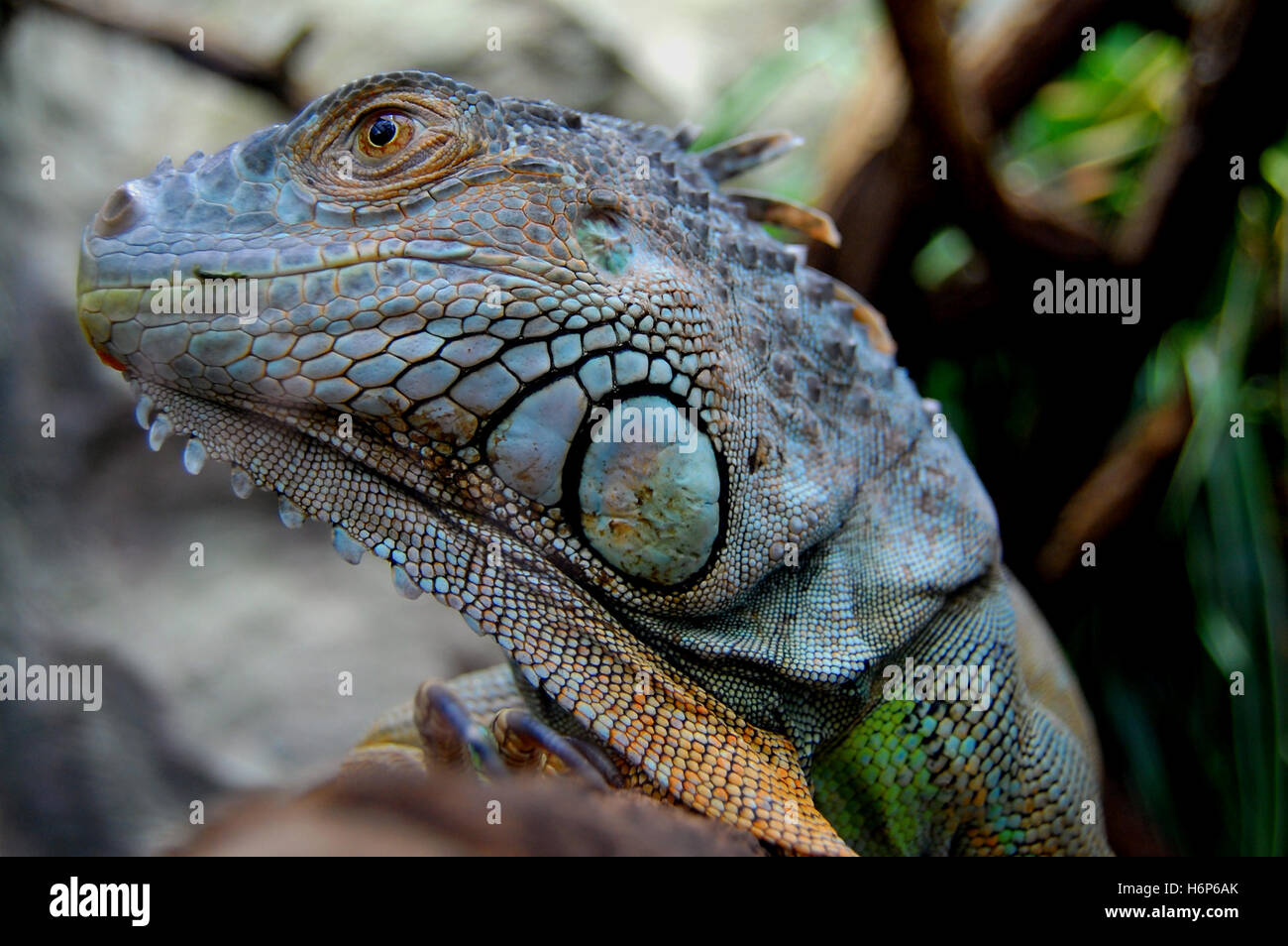 Reptilien Amphibien Stockfoto