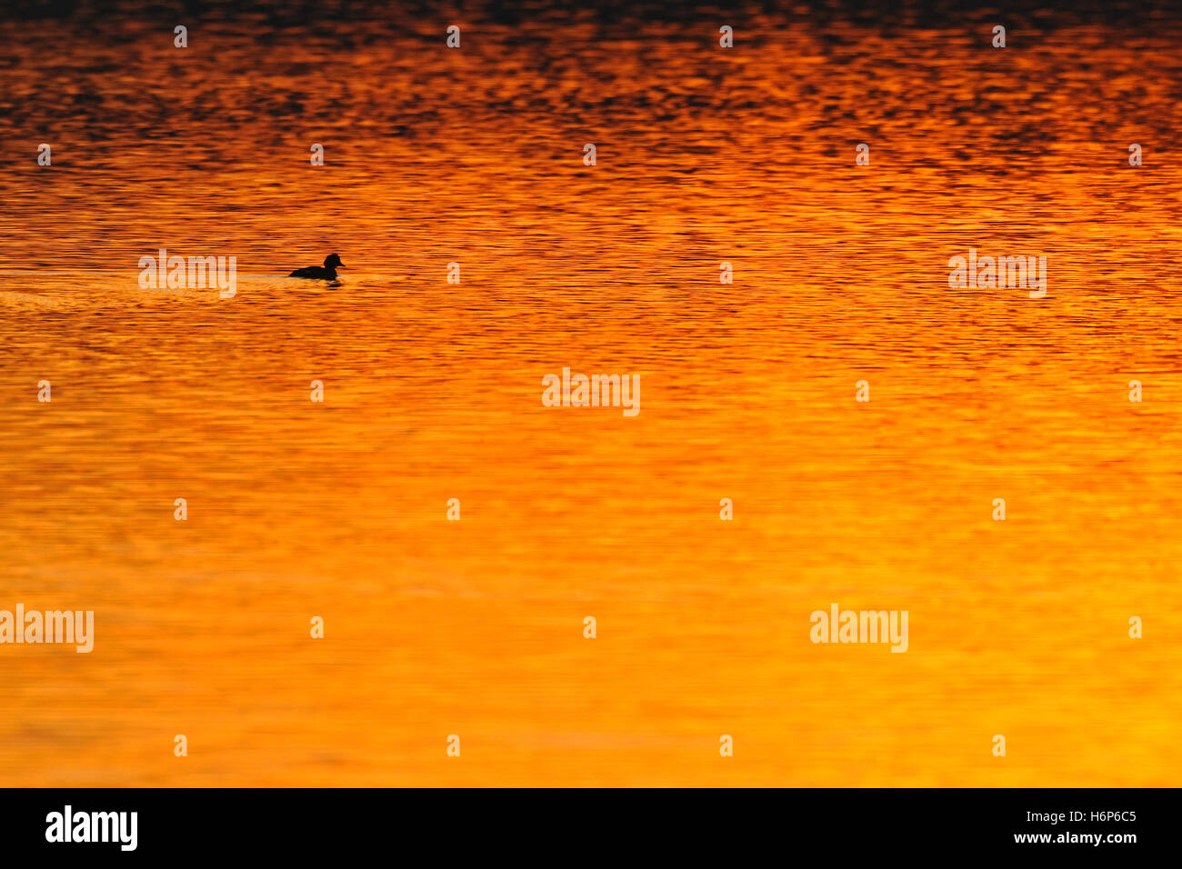 Reiherenten (Aythya Fuligula) schwimmen am See, Silhouette auf Ferne, Orange-rote Hintergrundbeleuchtung von Sonnenuntergang widerspiegelt. Stockfoto
