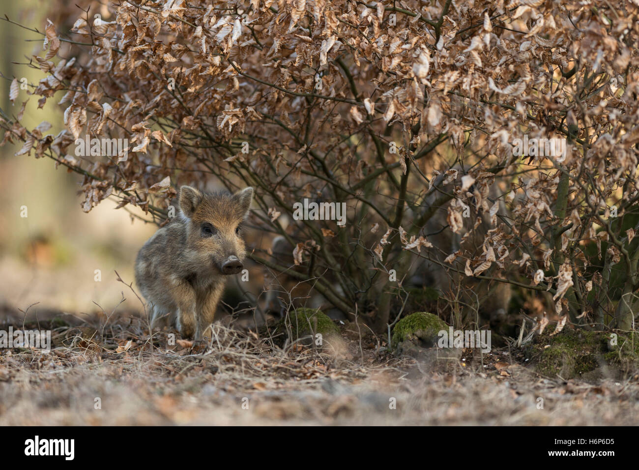 Wildschwein ( Sus scrofa ), gestreifte Schar, unter einem Buchenbusch, trockenes Laub, süßes Babytier, Frontalansicht, schöne Farben, Tierwelt, Europa. Stockfoto