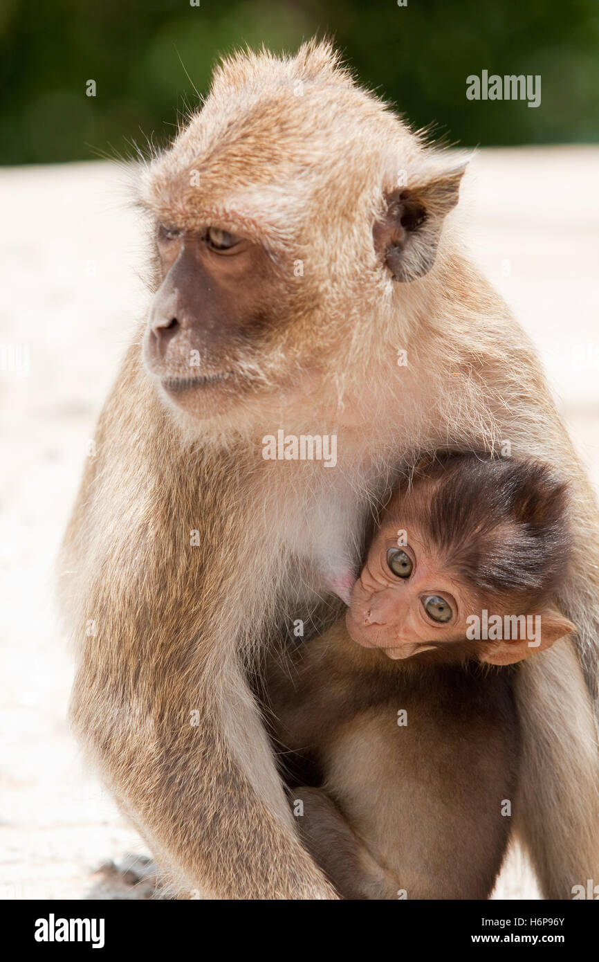Affe mit baby Stockfoto