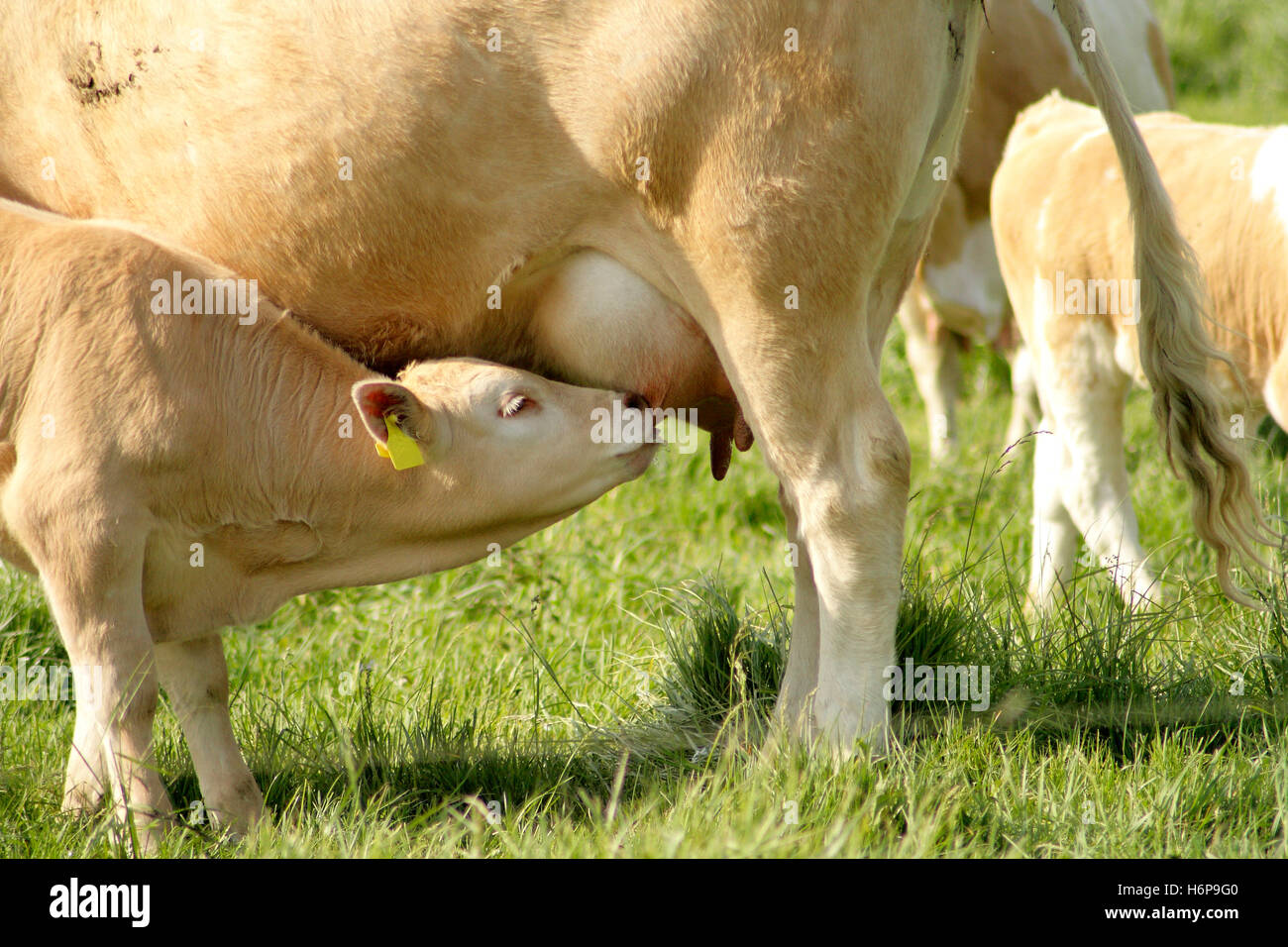 Kalb trinkt Milch Stockfoto