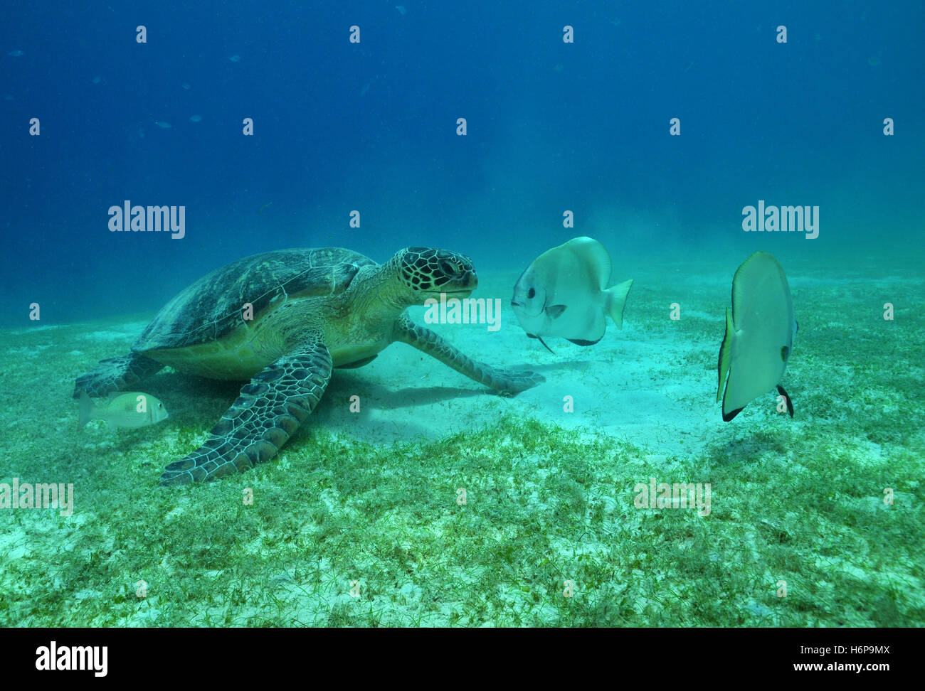Unterwasser-Welt Stockfoto