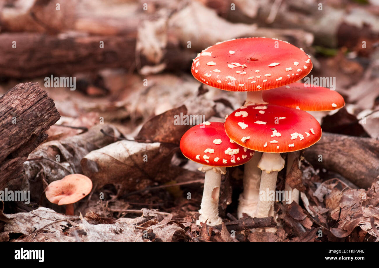 Bäume Wälder Stockfoto