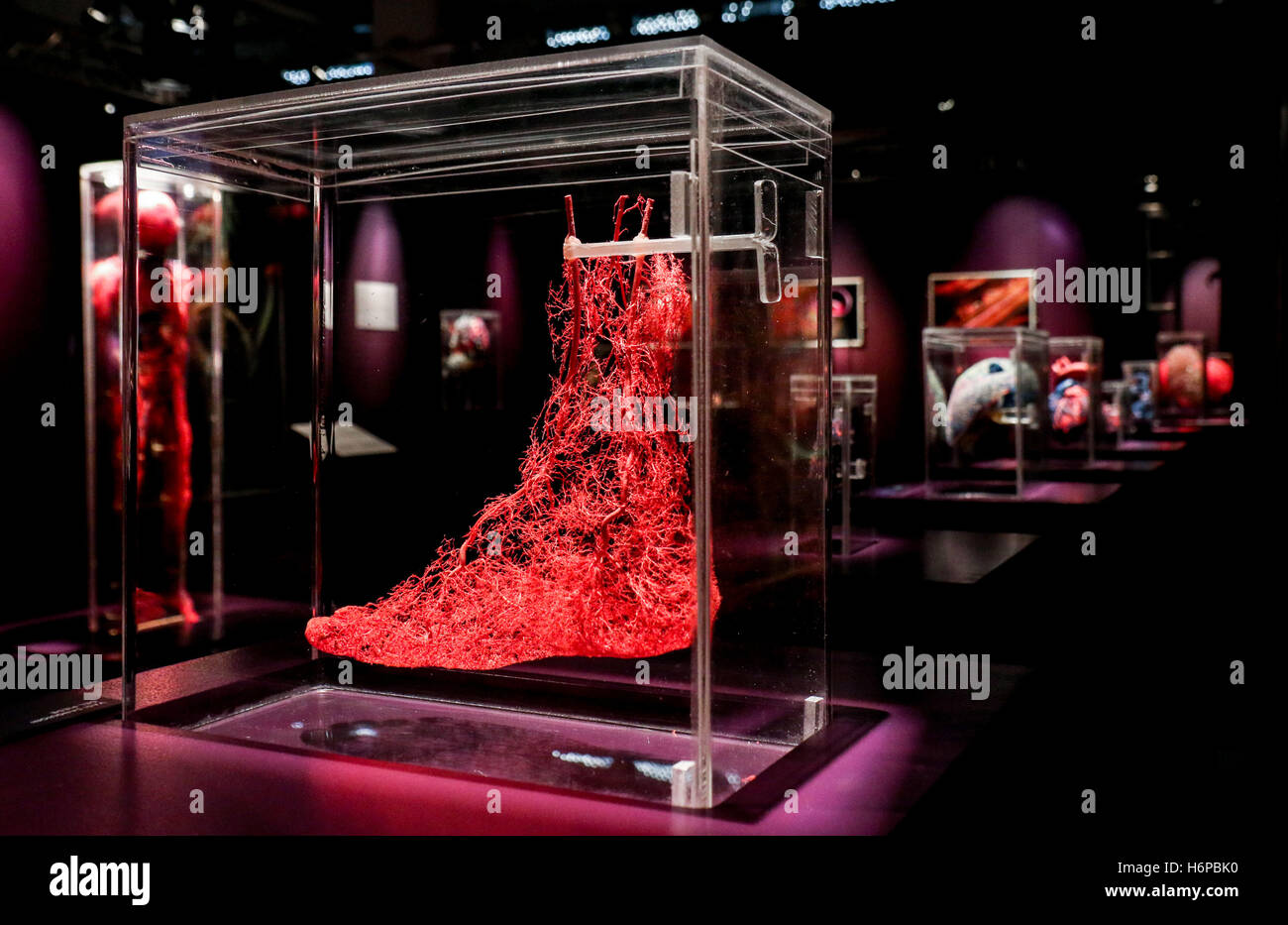 "Echte Körper" eine Entdeckung der menschliche Körper-Ausstellung mit Mailand: Atmosphäre wo: Mailand, Italien bei: 30 Sep 2016 Credit: IPA/WENN.com ** nur verfügbar für die Veröffentlichung in UK, USA, Deutschland, Österreich, Schweiz ** Stockfoto "Echte Körper" eine Entdeckung der menschliche Körper-Ausstellung mit Mailand: Atmosphäre wo: Mailand, Italien bei: 30 Sep 2016 Credit: IPA/WENN.com ** nur verfügbar für die Veröffentlichung in UK, USA, Deutschland, Österreich, Schweiz ** Stockfoto