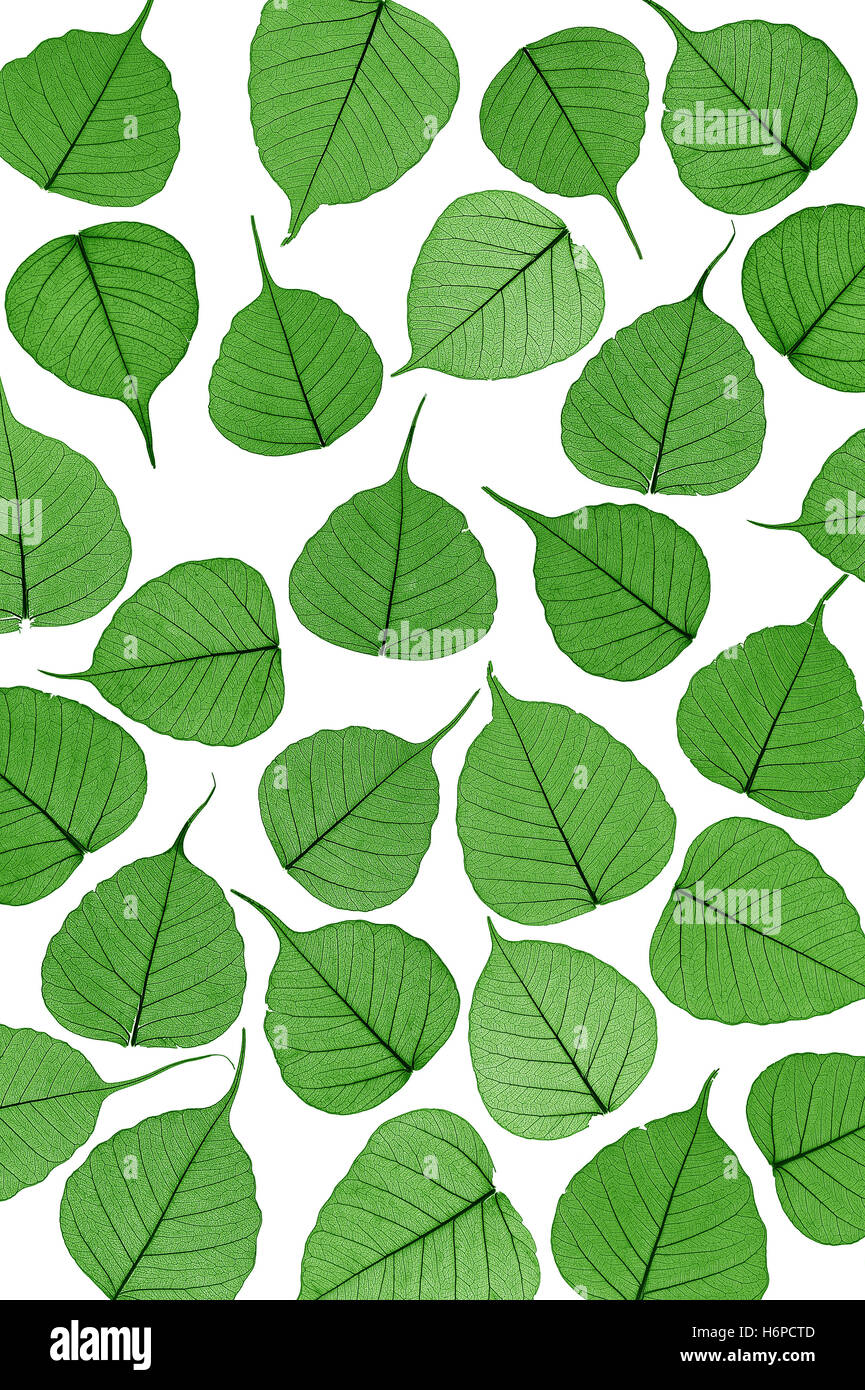 Blatt Blätter Skelett Rasen grüner Hintergrund Laub Hintergrundtextur schließen Stillleben Anordnung schöne beauteously schön Stockfoto