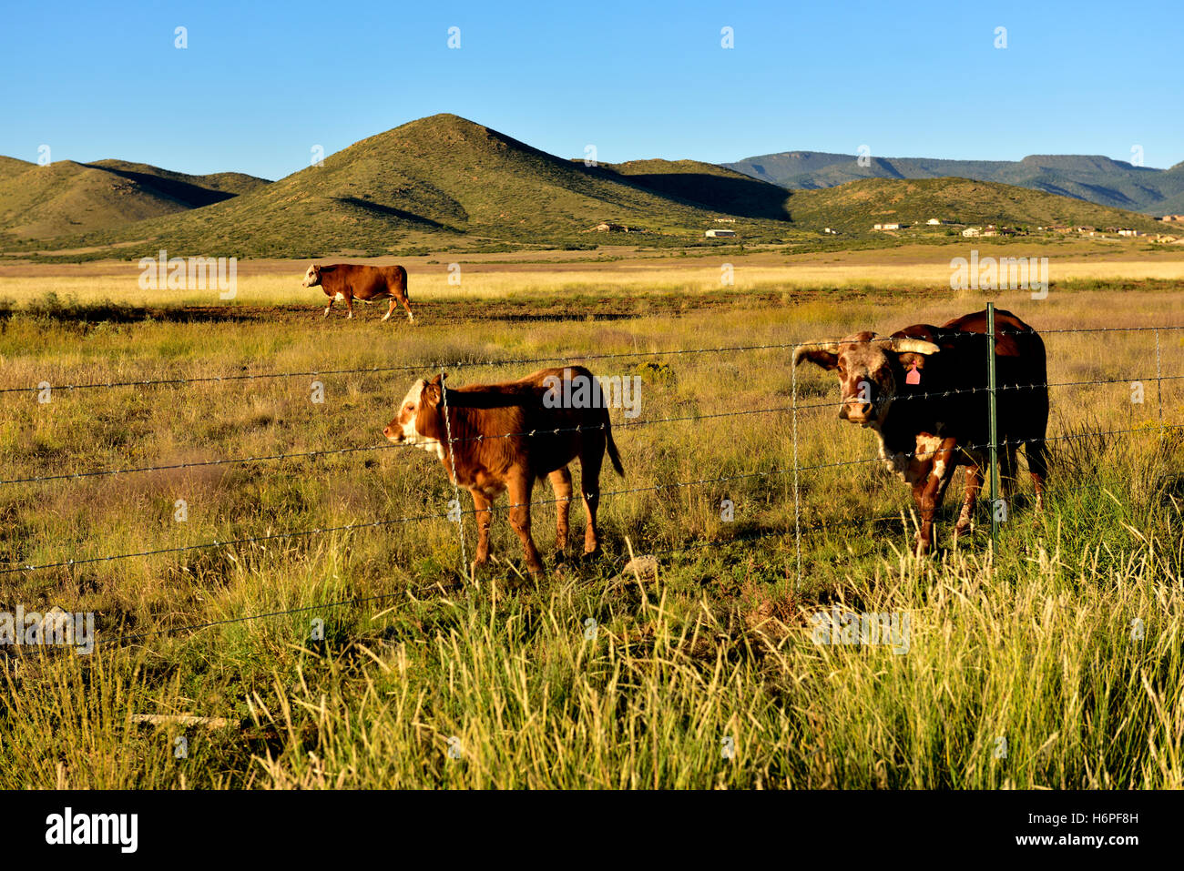 Rinder im Feld, Prescott Valley, Arizona, USA Stockfoto
