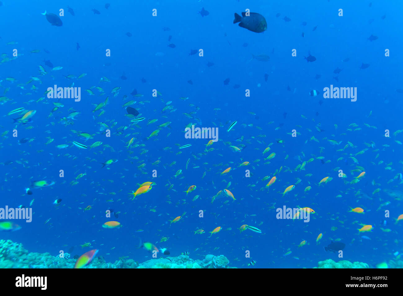 Viele verschiedene bunte kleine Fische im Meer blauer Hintergrund Stockfoto