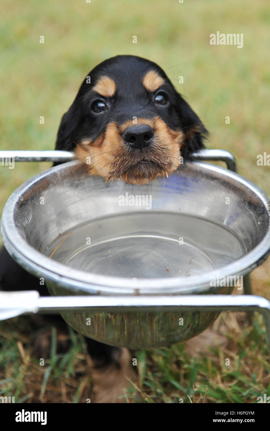 Haus Tiere Stockfoto