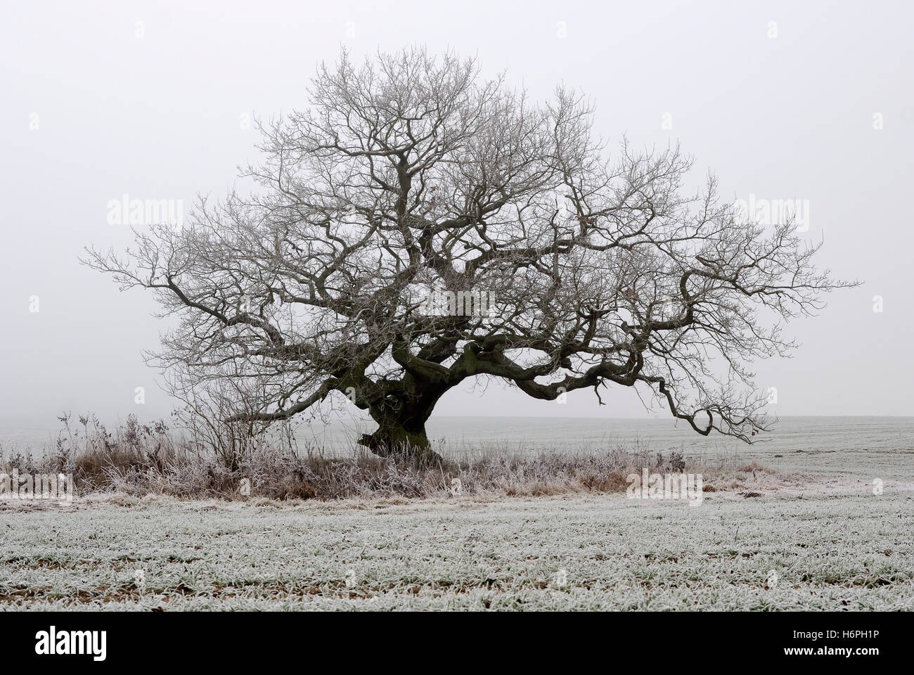 alte Eiche im Nebel Stockfoto