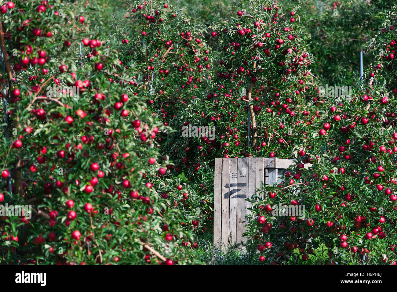 Roter Apfel Obstgarten bereit zu ernten. Stockfoto