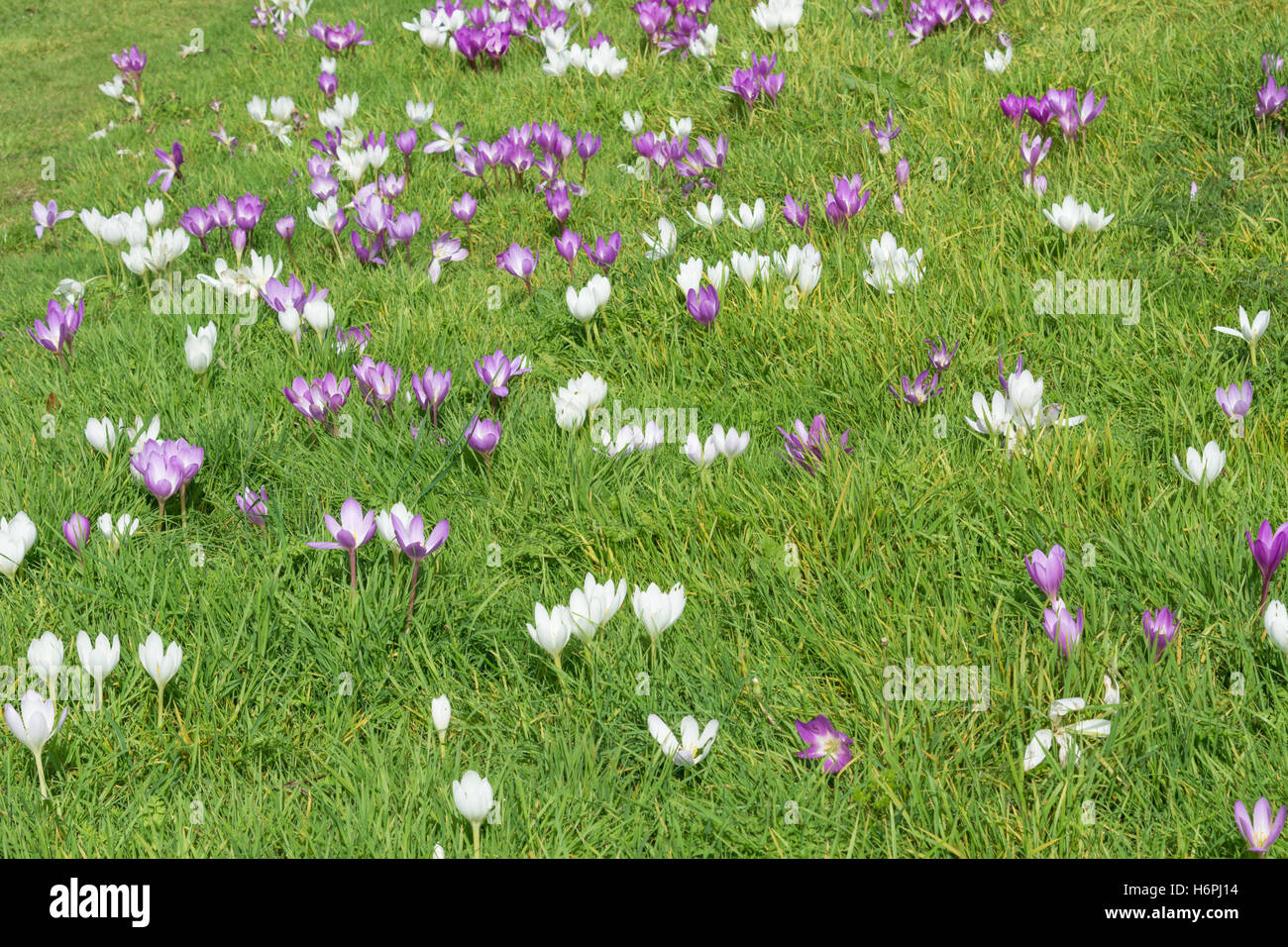 Herbstzeitlosen oder Herbstzeitlose wächst Gras Stockfoto