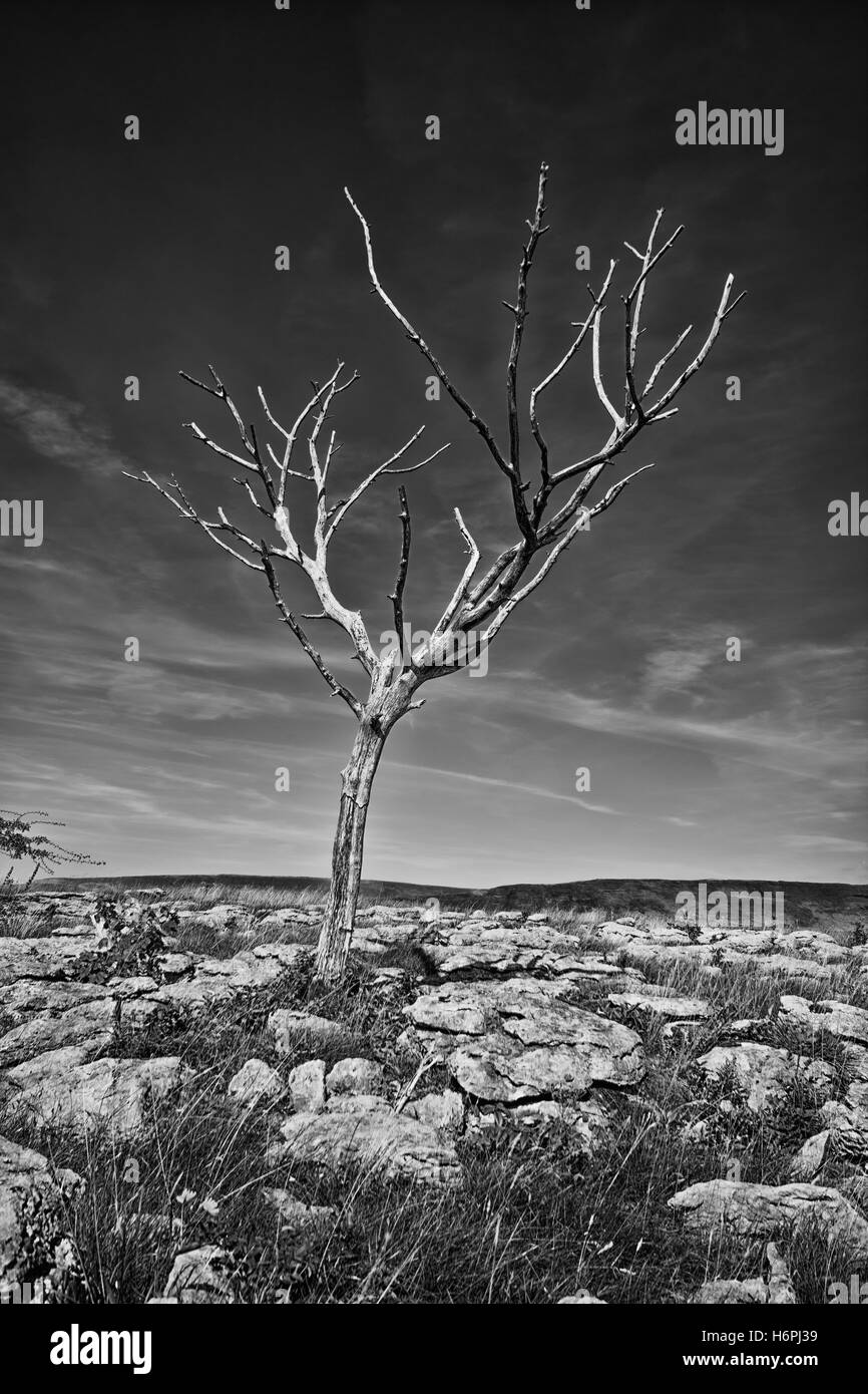 Toter Baum auf Kalkstein Bürgersteige Stockfoto