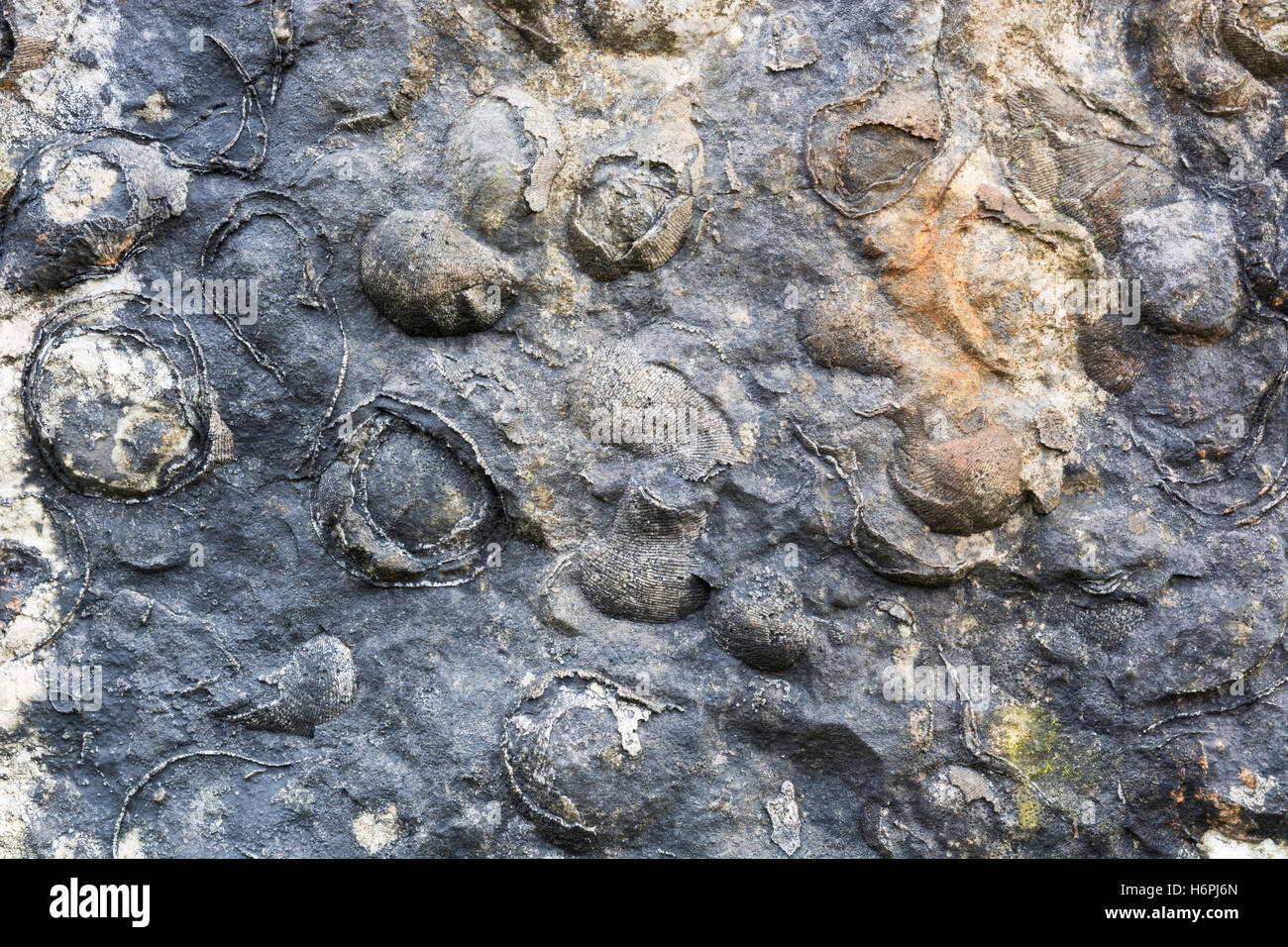 Rock mit Fossilien in es Stockfoto