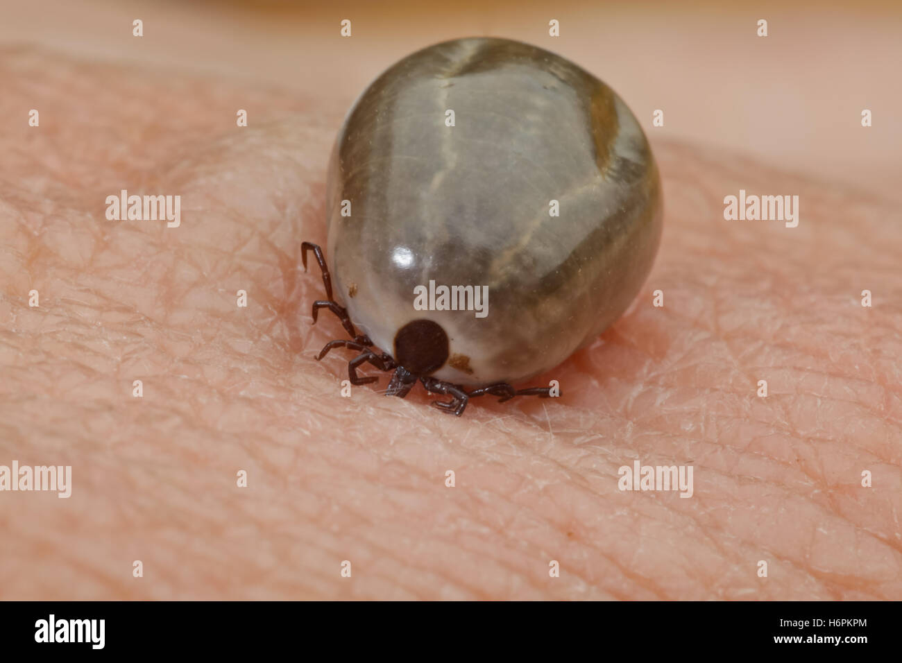 Ixodes Ricinus - Zecken (Ixodes Ricinus) Stockfoto