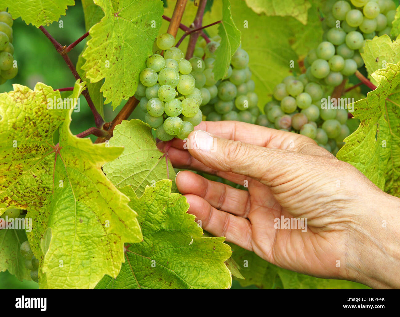 Hand Hand Finger Pflanze Blätter Landwirtschaft Landwirtschaft Weinberge Sommer sommerlich Trauben Vintage Anbau von Wein Weinberg Stockfoto