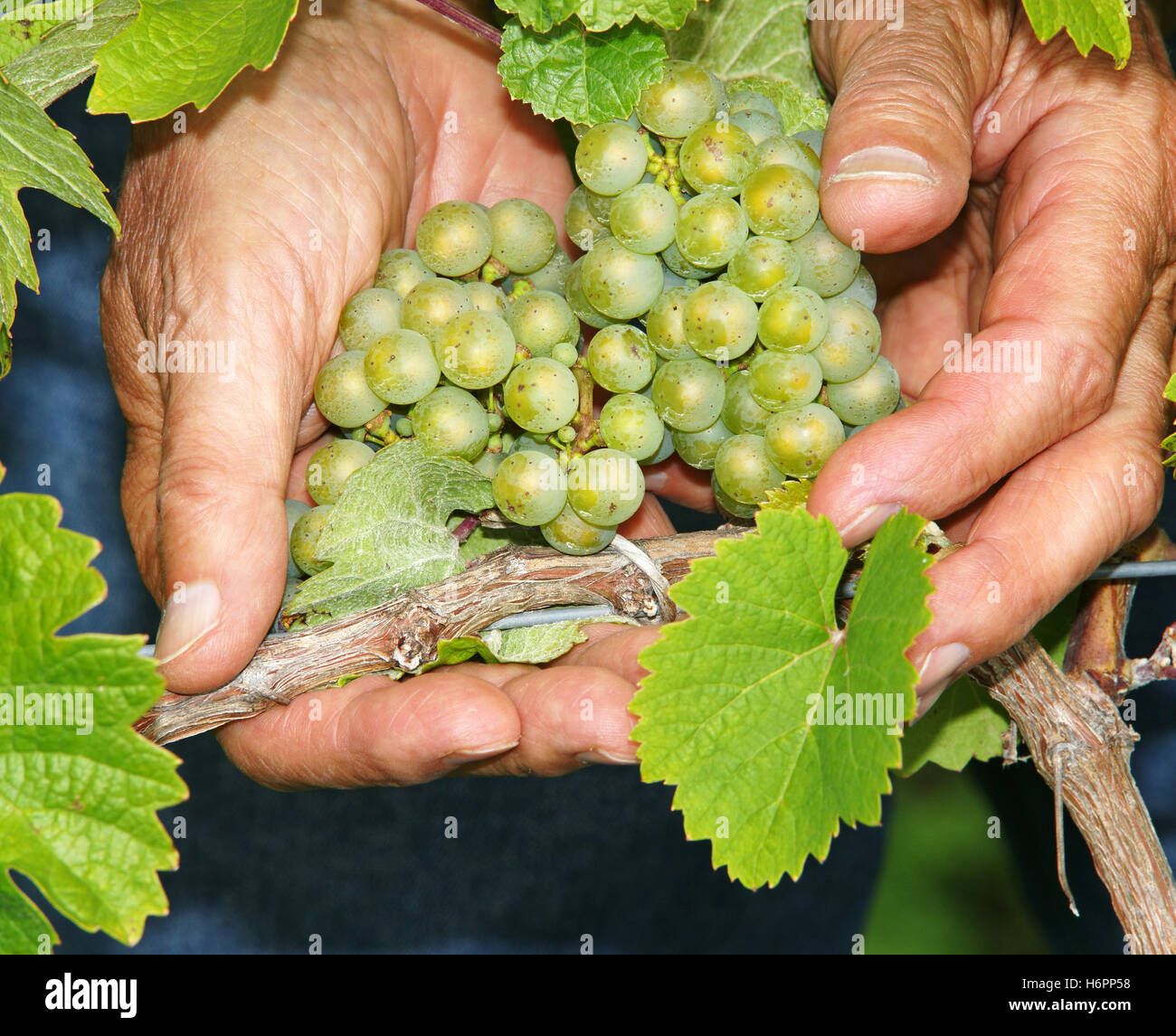 Hand Hand Pflanze Blätter Landwirtschaft Landwirtschaft Weinberge Sommer sommerlich Trauben Weinanbau Wein Weinberg mosel Stockfoto