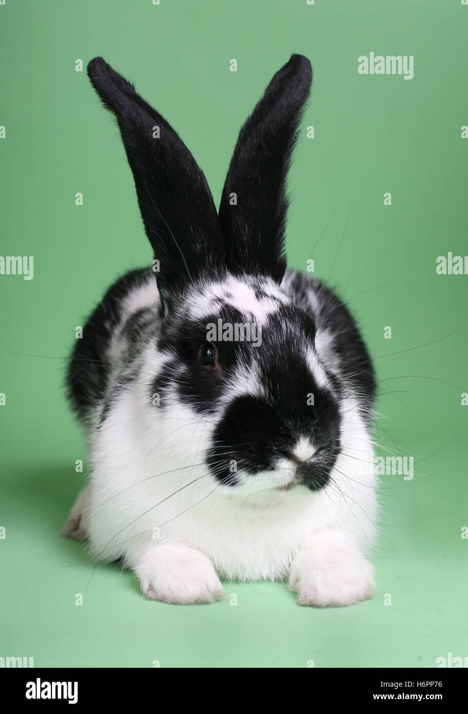 süße schwarze und weiße Kaninchen auf grünem Hintergrund Stockfoto