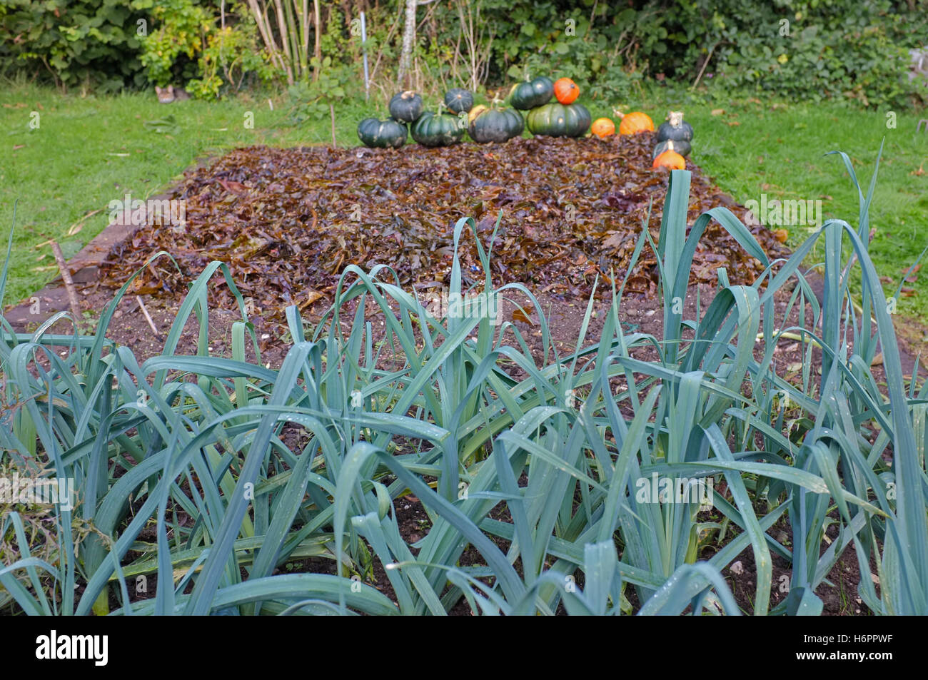 Geerntete Kürbisse/Squash am Rande ein Hochbeet in Seetang mit fallenden Lecks wächst im Vordergrund. Stockfoto