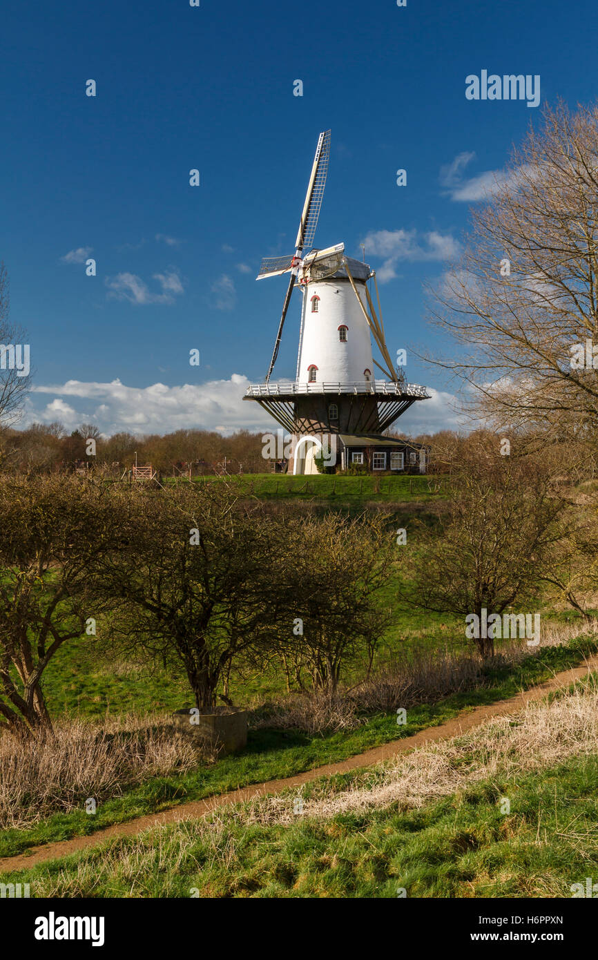 Weiße Mühle in Veere ansehen im Polder im Winter Sonnenlicht. Stockfoto