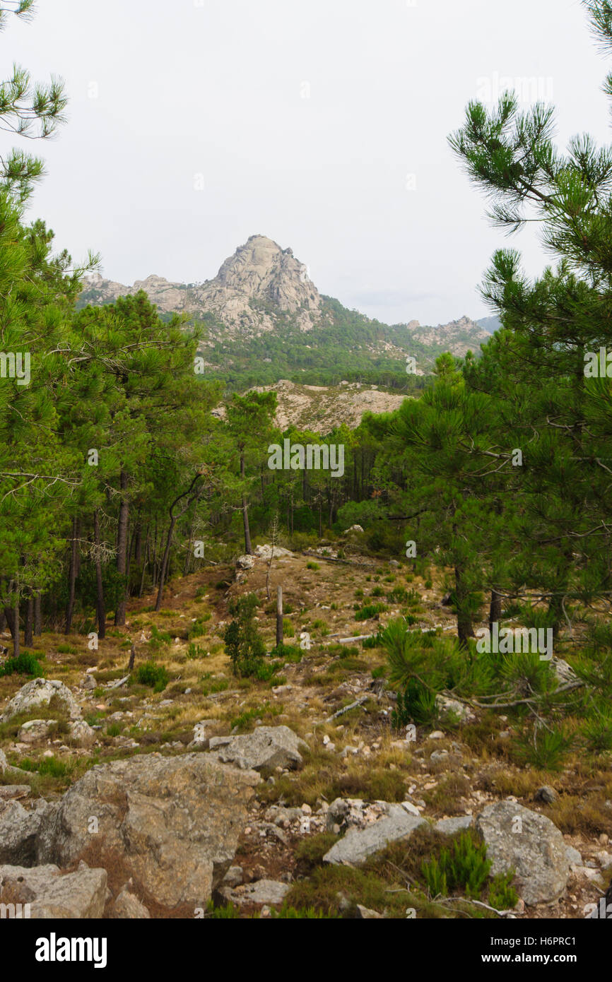 Korsische Natur und Blick auf die Berge. Am Wegesrand Cascade de Piscia di Ghjaddu. Corse-du-Sud, Korsika, Frankreich Stockfoto