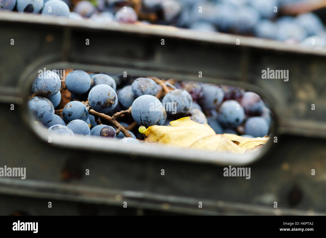 Merlot Trauben in einer Kiste Stockfoto