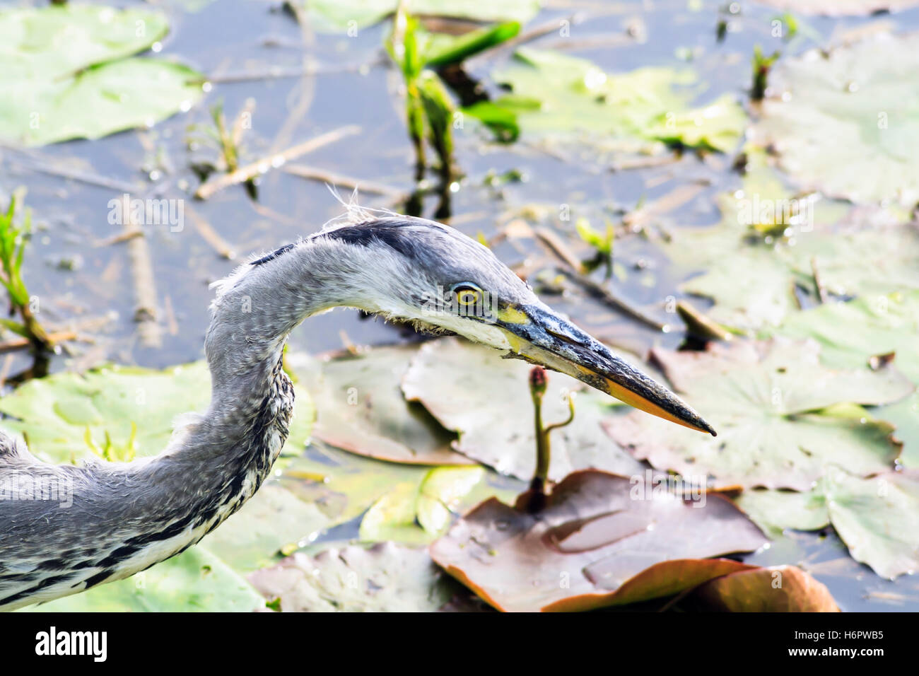 Nahaufnahme der Kopf eines einzelnen Graureiher (Ardea cinerea) in einem seerosenteich Stockfoto