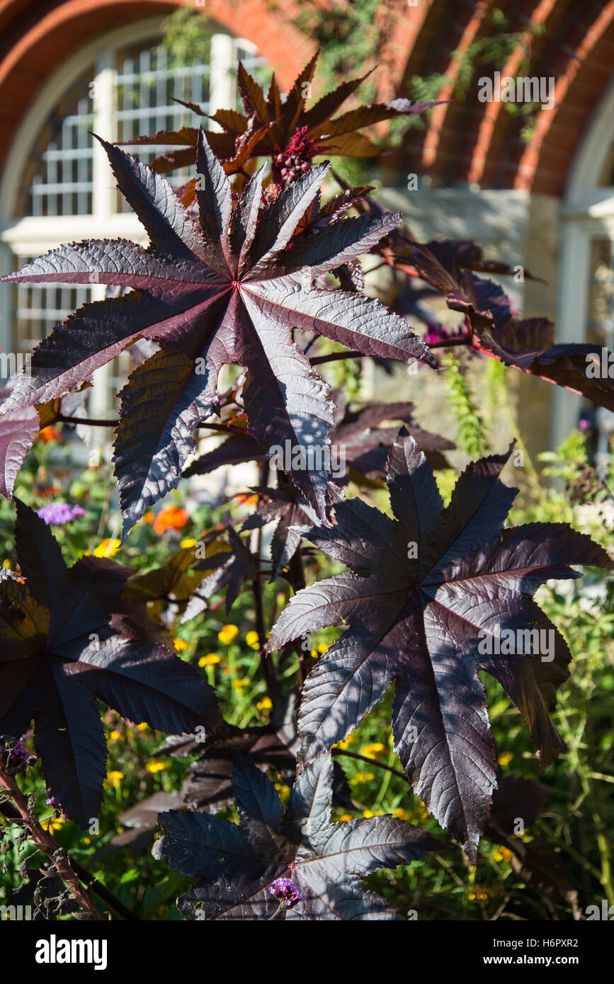 Lila Blätter mit einem Bogen Fenster im Hintergrund Stockfoto