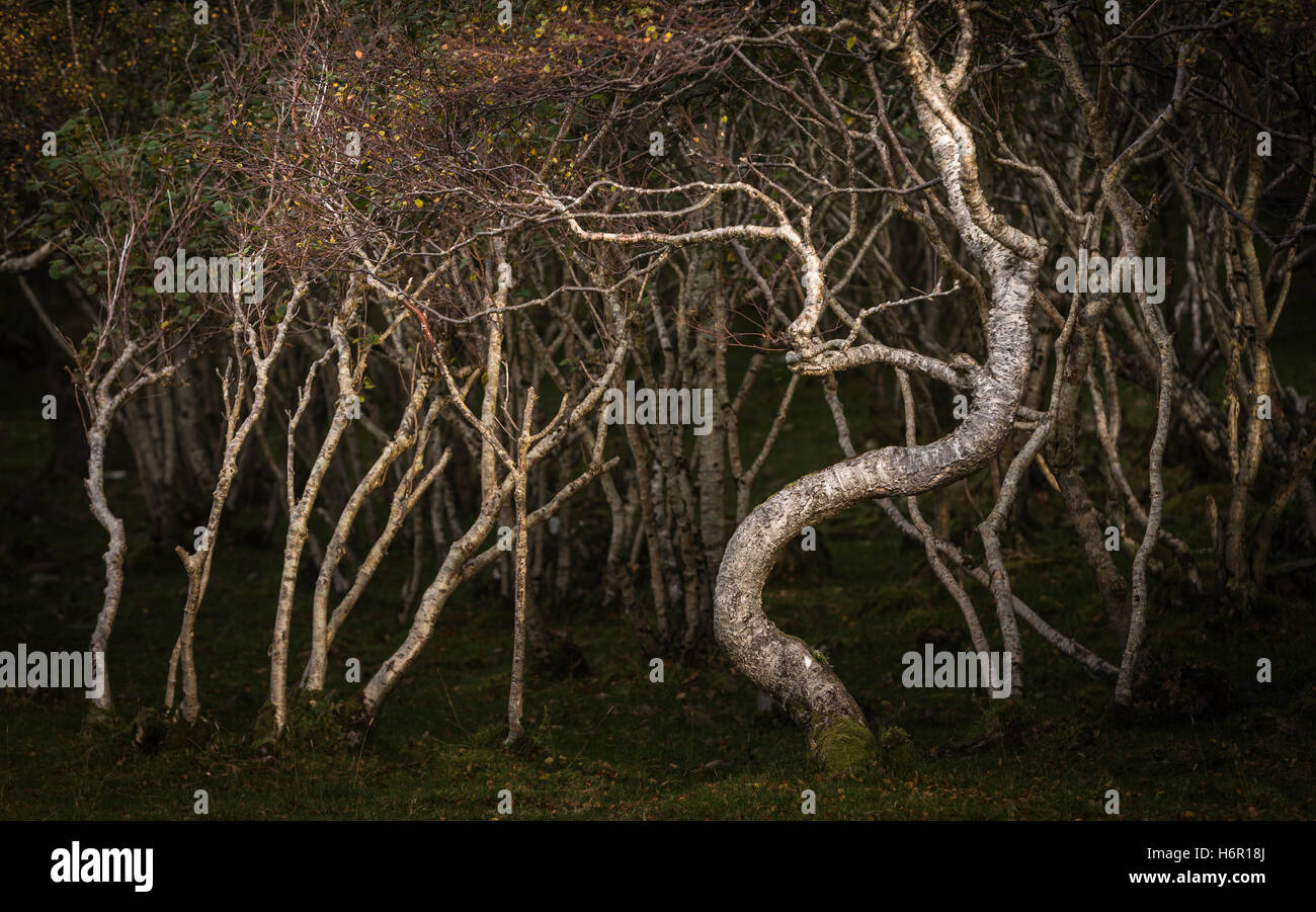 Wald von verkümmerte Birken auf der Isle Of Skye. Stockfoto