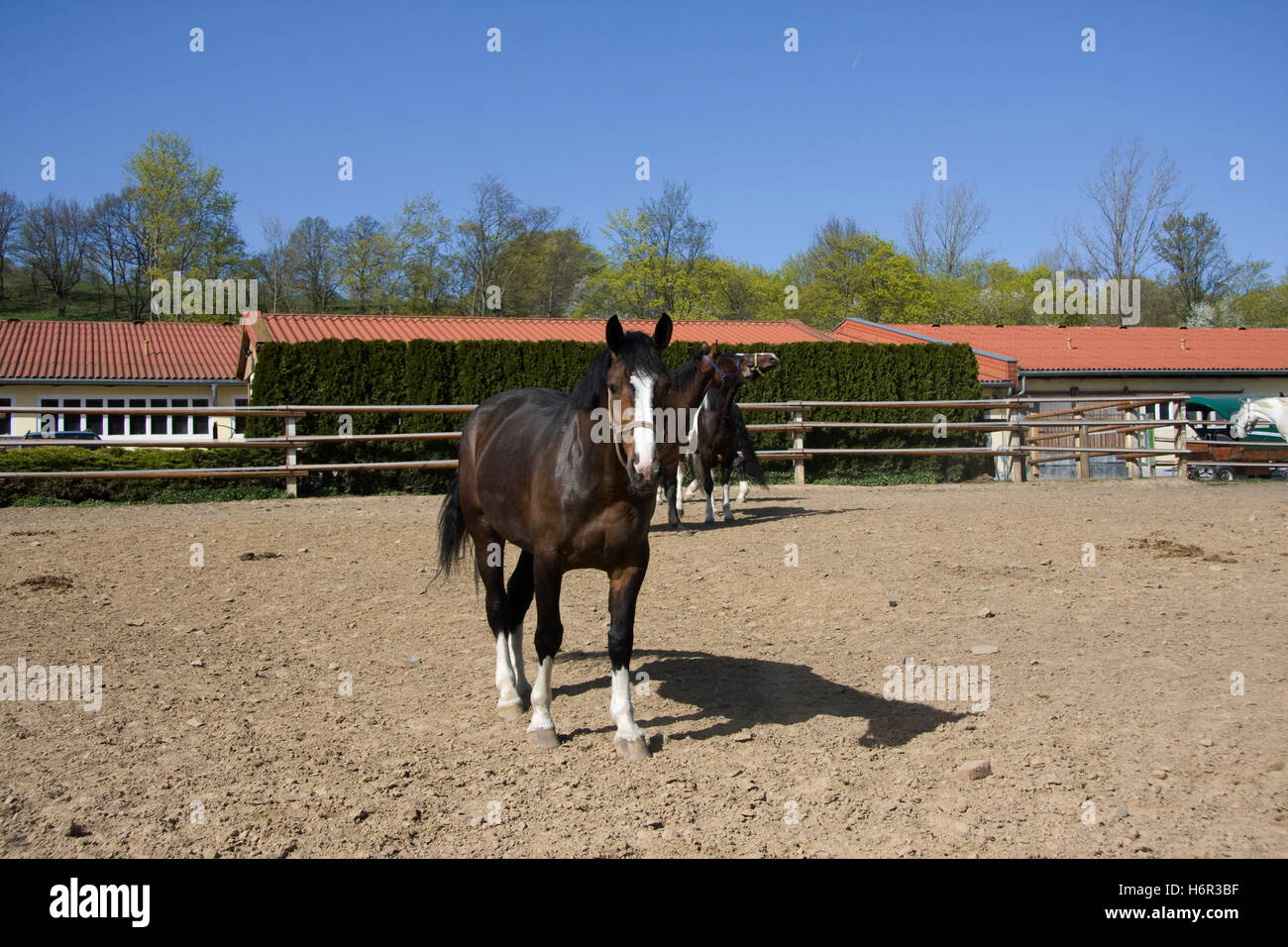 pferdehof8 Stockfoto