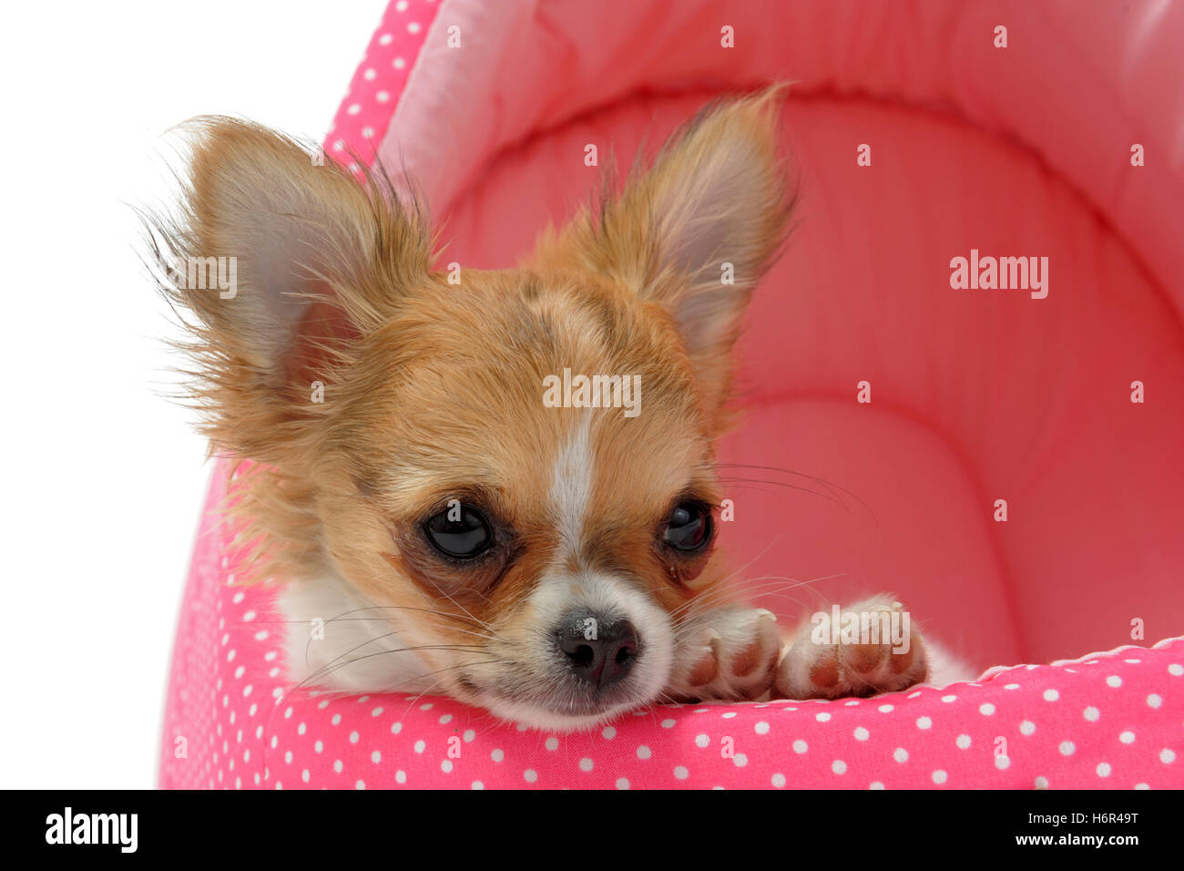 Hund Welpen schöne beauteously schöne Tier Tierbett braun bräunlich  Brünette kleine winzige kleine kurze Hund Portraitstudio einer  Stockfotografie - Alamy