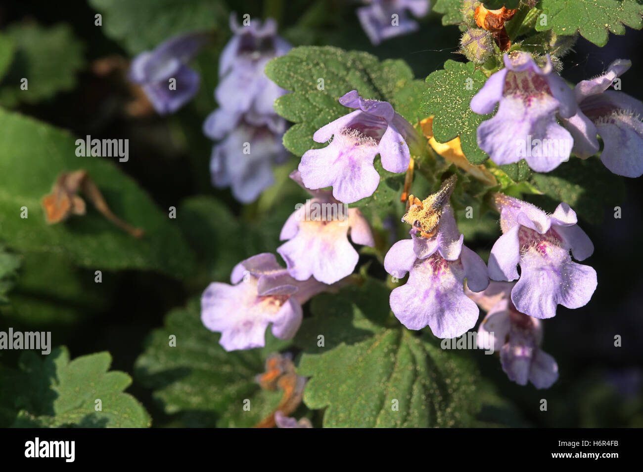 Efeu gundermann -Fotos und -Bildmaterial in hoher Auflsung  Alamy