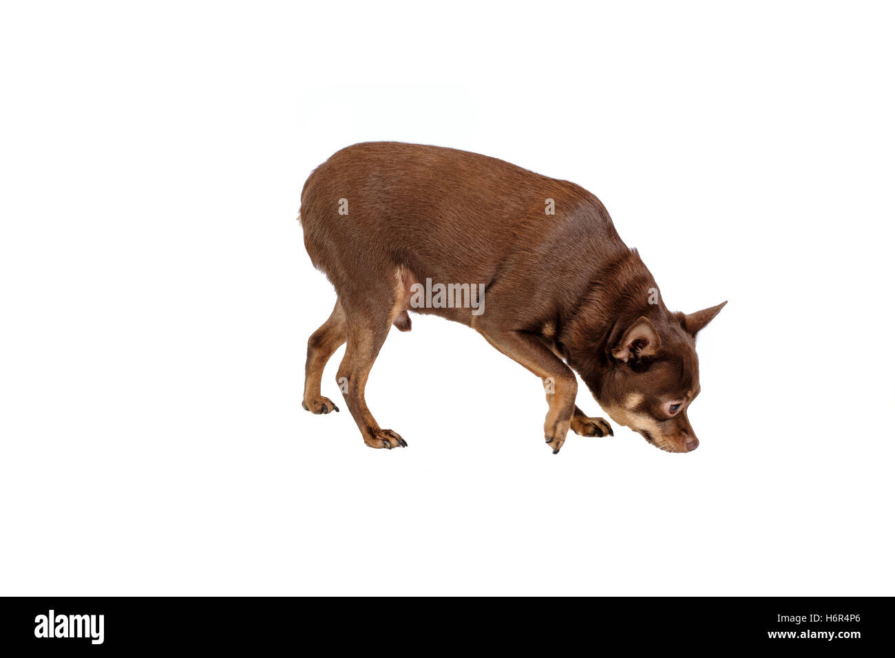 Kleiner Hund schnüffelt etwas Stockfoto