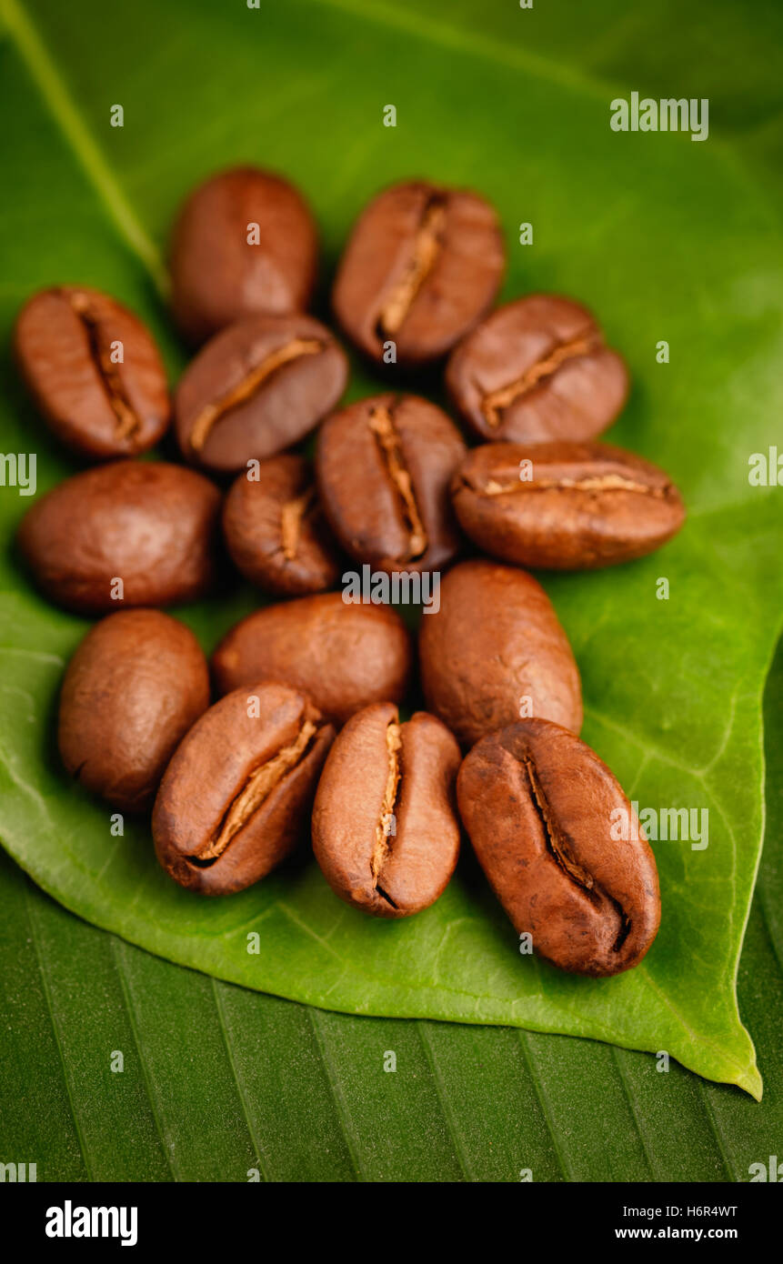 Fair-Trade Bio Kaffeebohnen auf einem grünen Blatt. Stockfoto