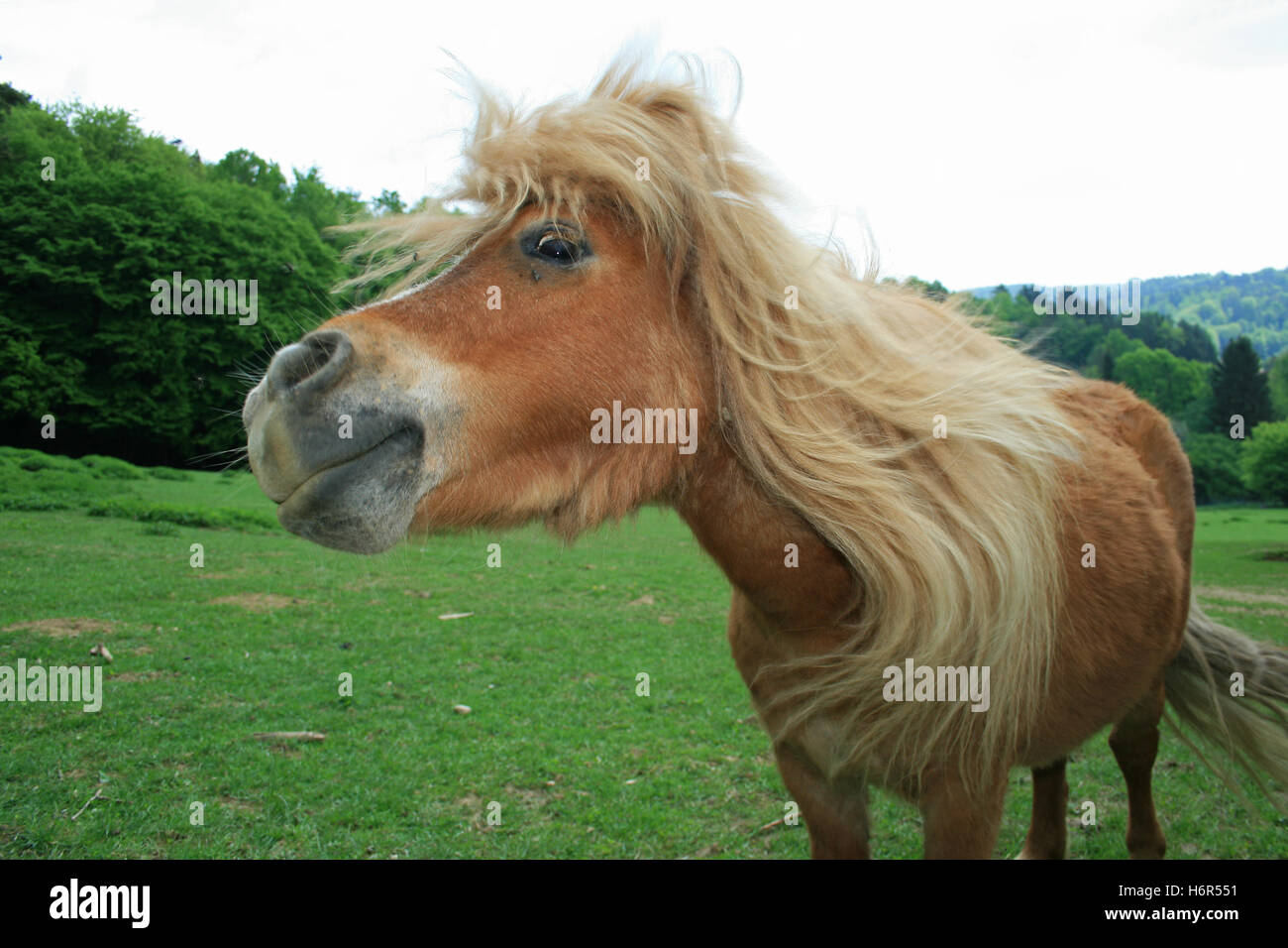 Säugetiere Stockfoto