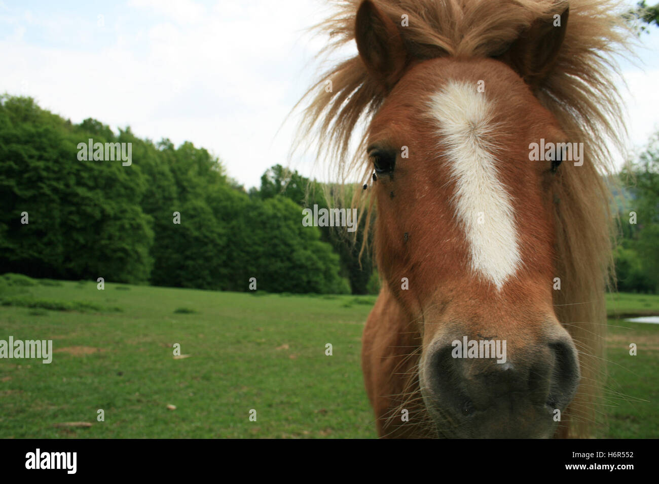 ponny Stockfoto