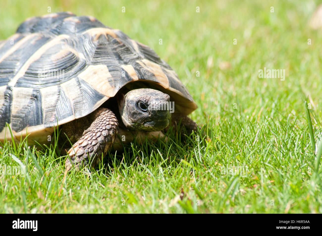 Schildkröte Stockfoto