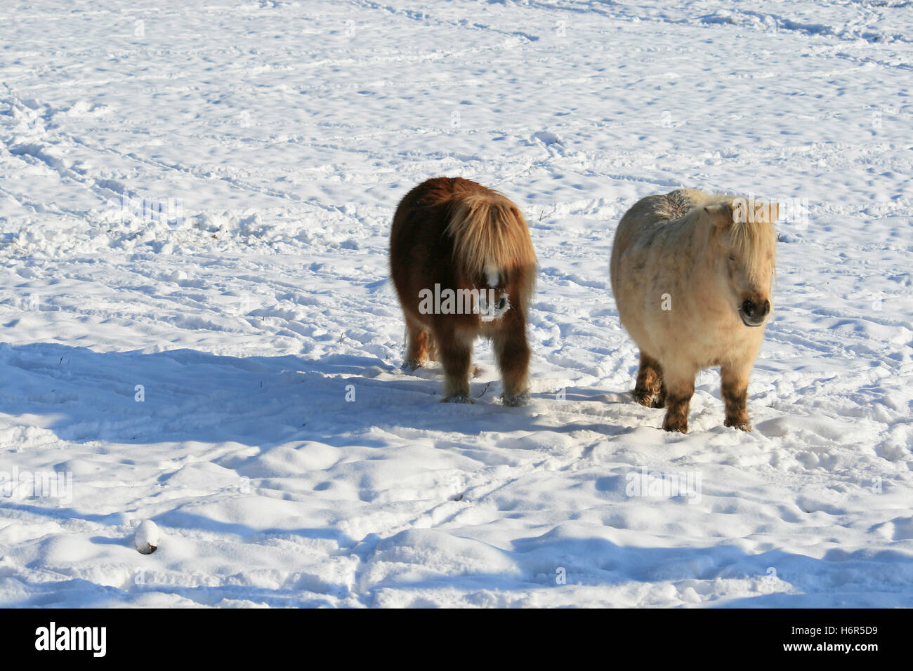 Säugetiere Stockfoto