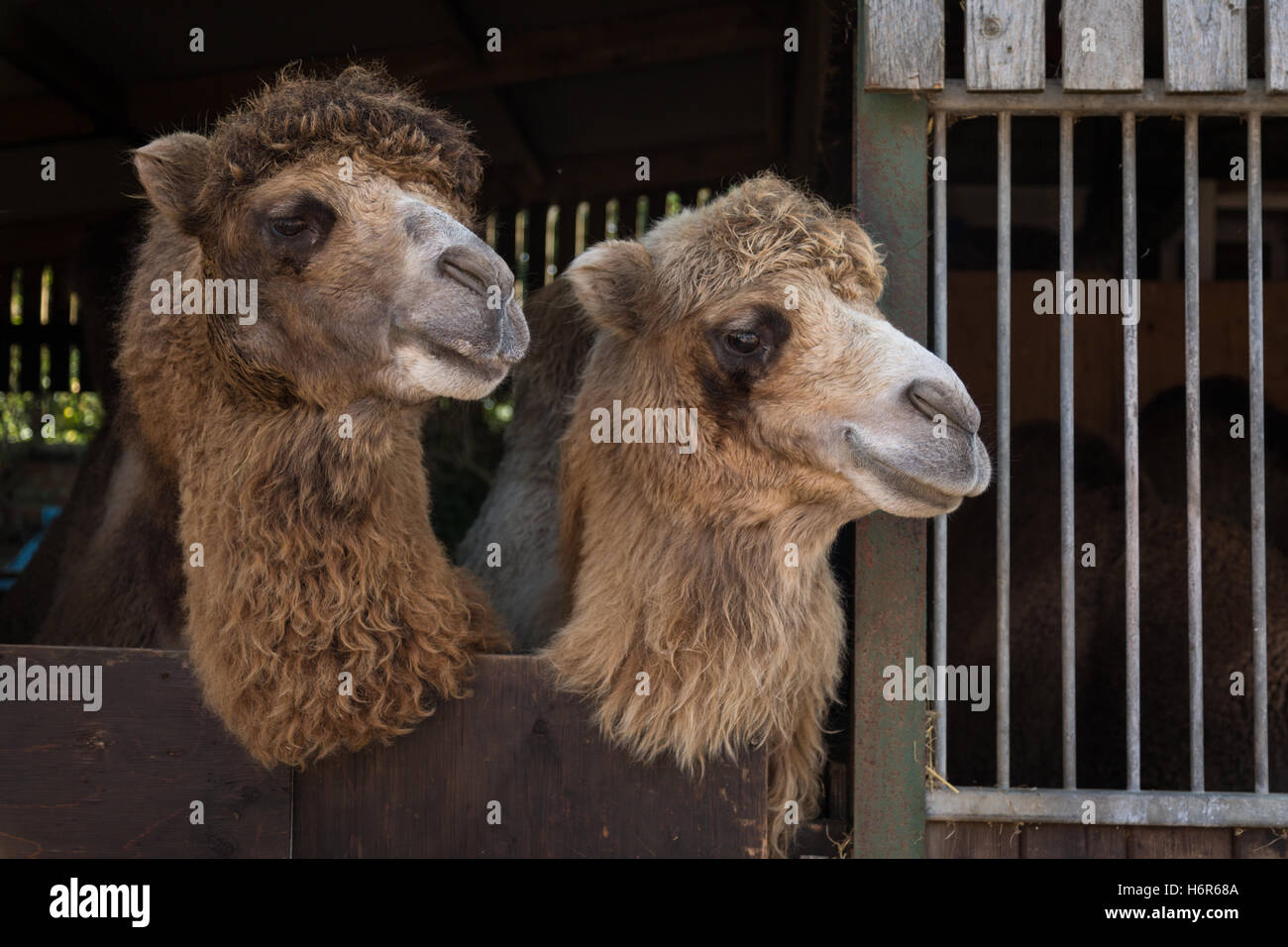 Paar von Kamelen in Stallungen auf einem Bauernhof im Vereinigten Königreich Stockfoto