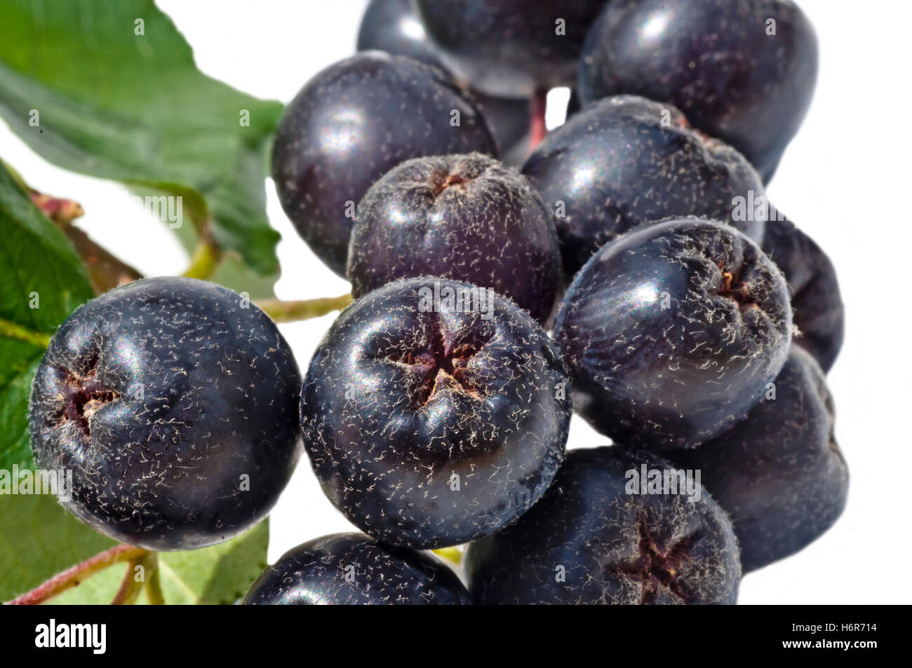 kalt Katarrh Kernobst Obst Prophylaxe Makro Nahaufnahme Makro Aufnahme nah oben Blick Vitamin Baum süß grüne Landwirtschaft Stockfoto