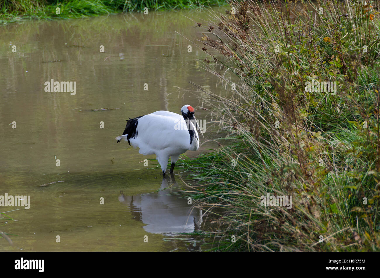 eine rot-gekrönter Kran stehend im Wasser und auf der Suche nach Nahrung Stockfoto