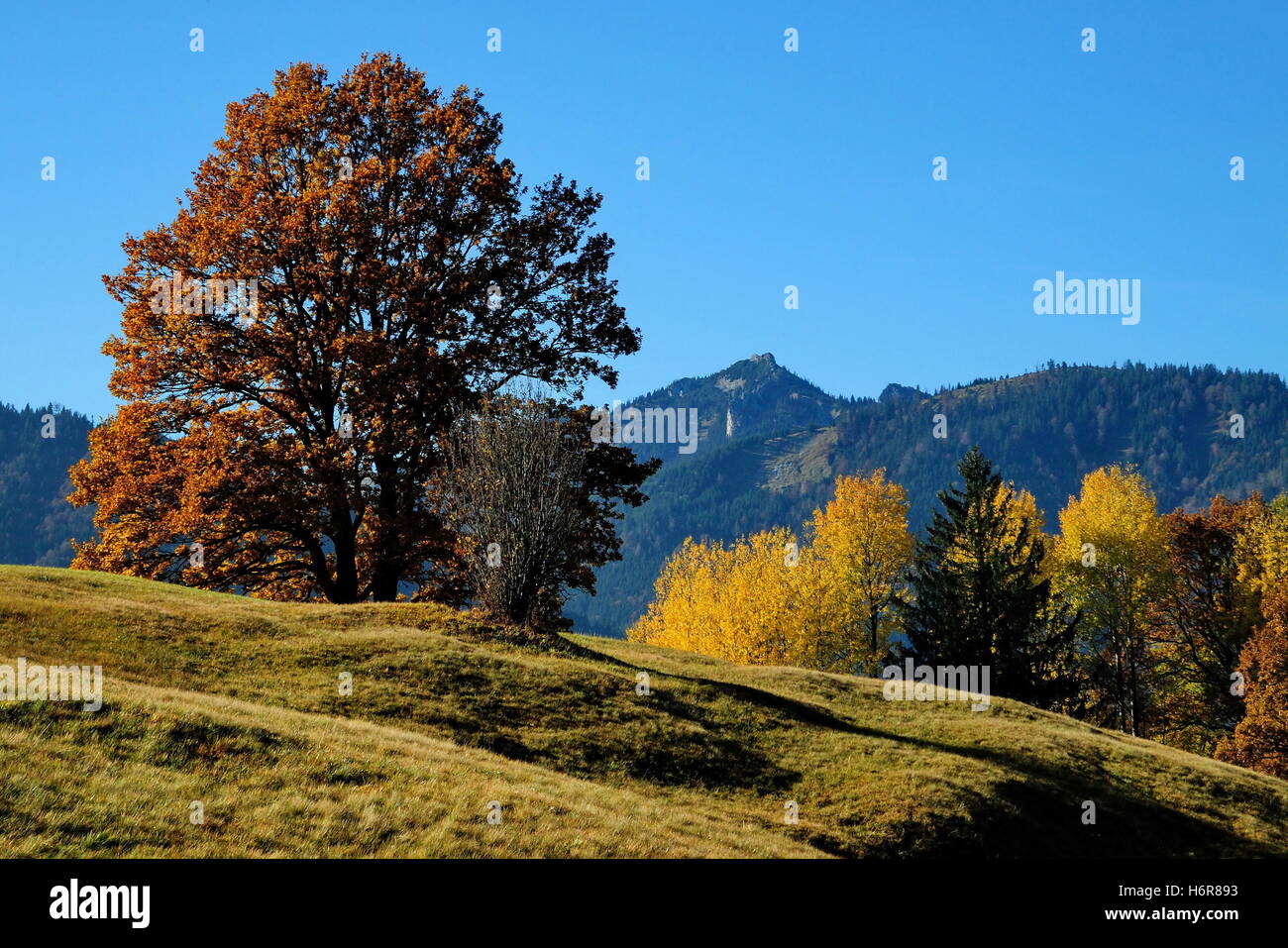 Baum Bäume Alpen Laubbäume oben von der Bergnatur fallen Herbst Baum Bäume Berge verläßt braun bräunlich Brünette Stockfoto