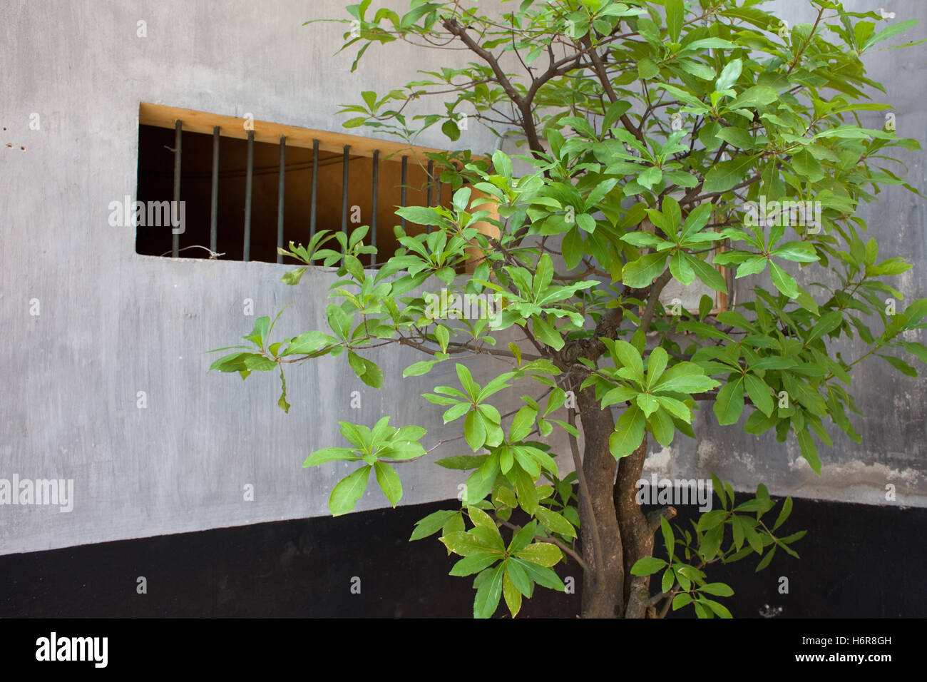 Baum wächst außerhalb Zelle Hỏa-Lò-Gefängnis in Hanoi, Nordvietnam, auch bekannt als Hanoi Hilton Stockfoto