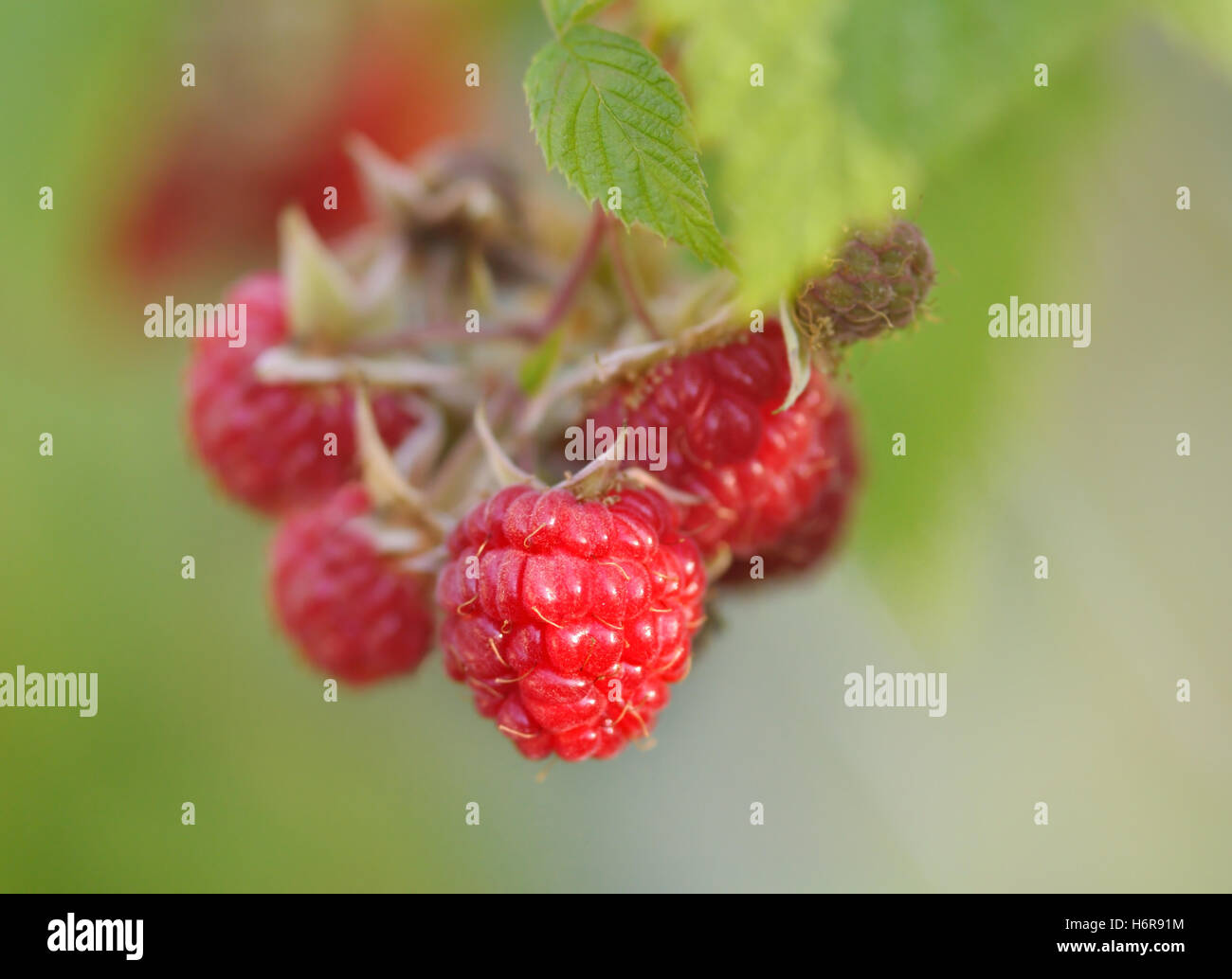 Reife Stammarten Früchte Himbeere Dessert Snack essen Nahrungsmittel Makro Nahaufnahme Makro Eintritt nah oben Blick süße grüne flora Stockfoto