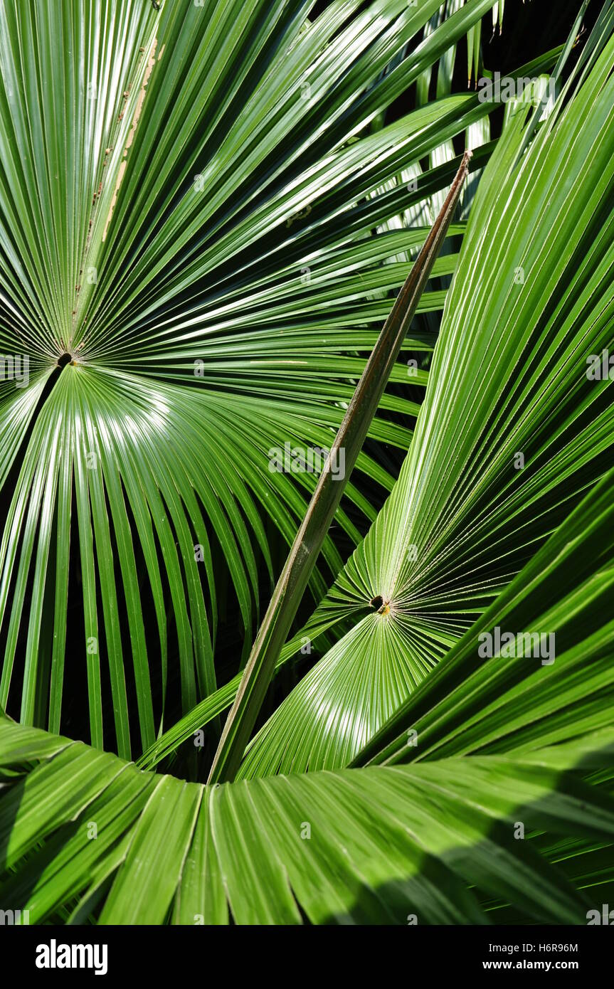 Palmblätter Stockfoto