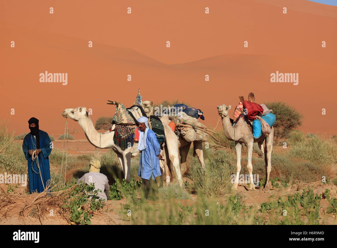 Tuareg in der sahara Stockfotografie Alamy